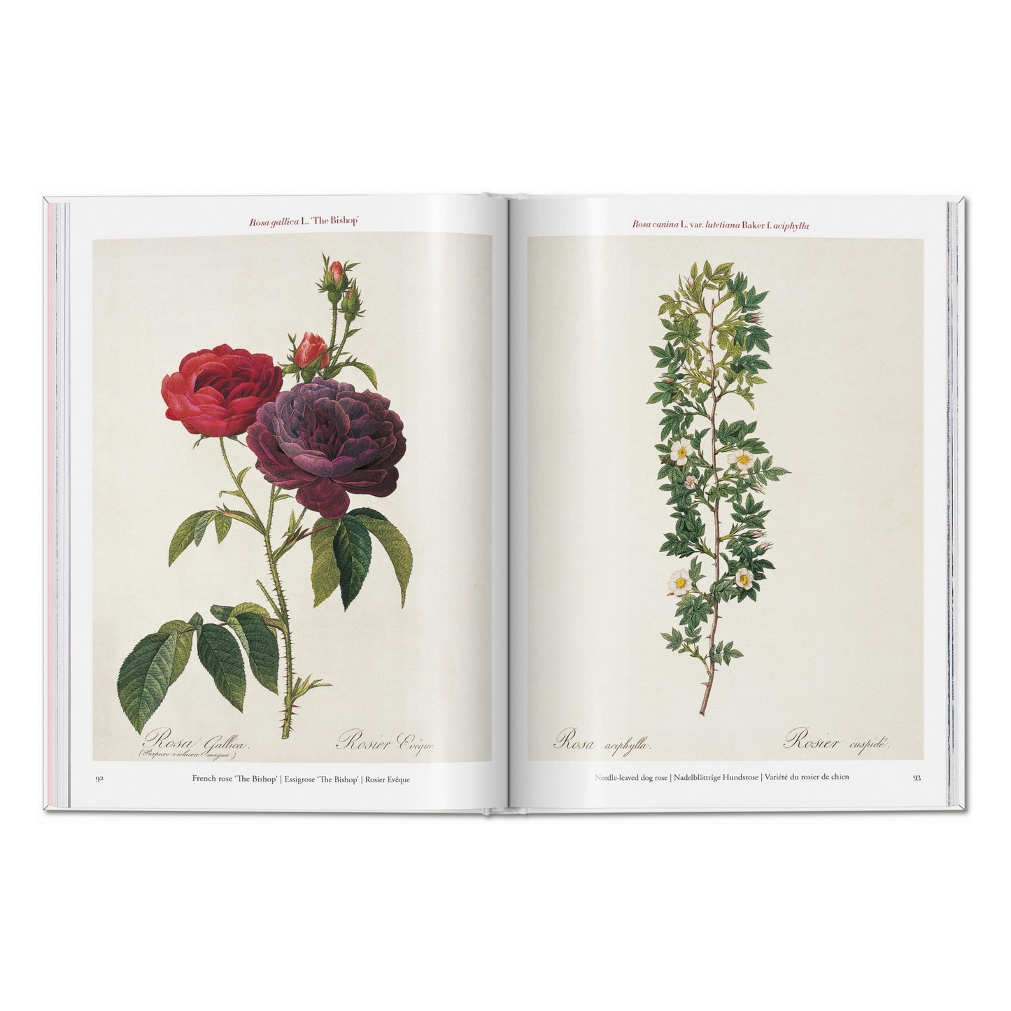 Redouté. Roses (German, French, English) Book