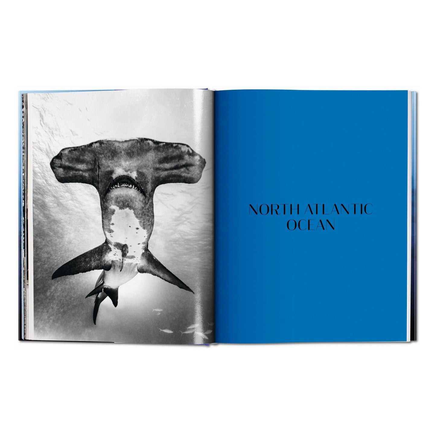 Michael Muller. Sharks (English) Book