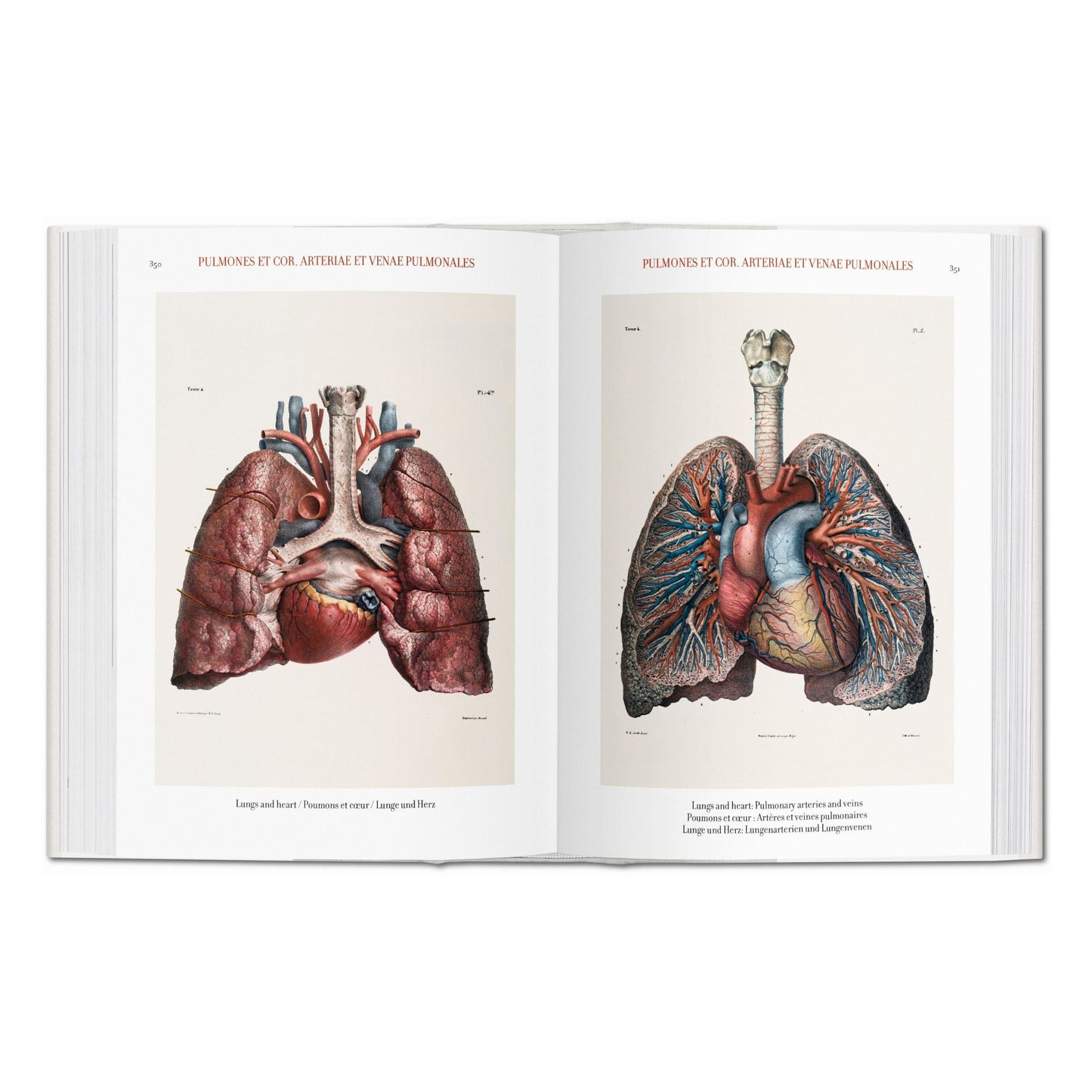 Bourgery. Atlas of Human Anatomy and Surgery (German, French, English) Book