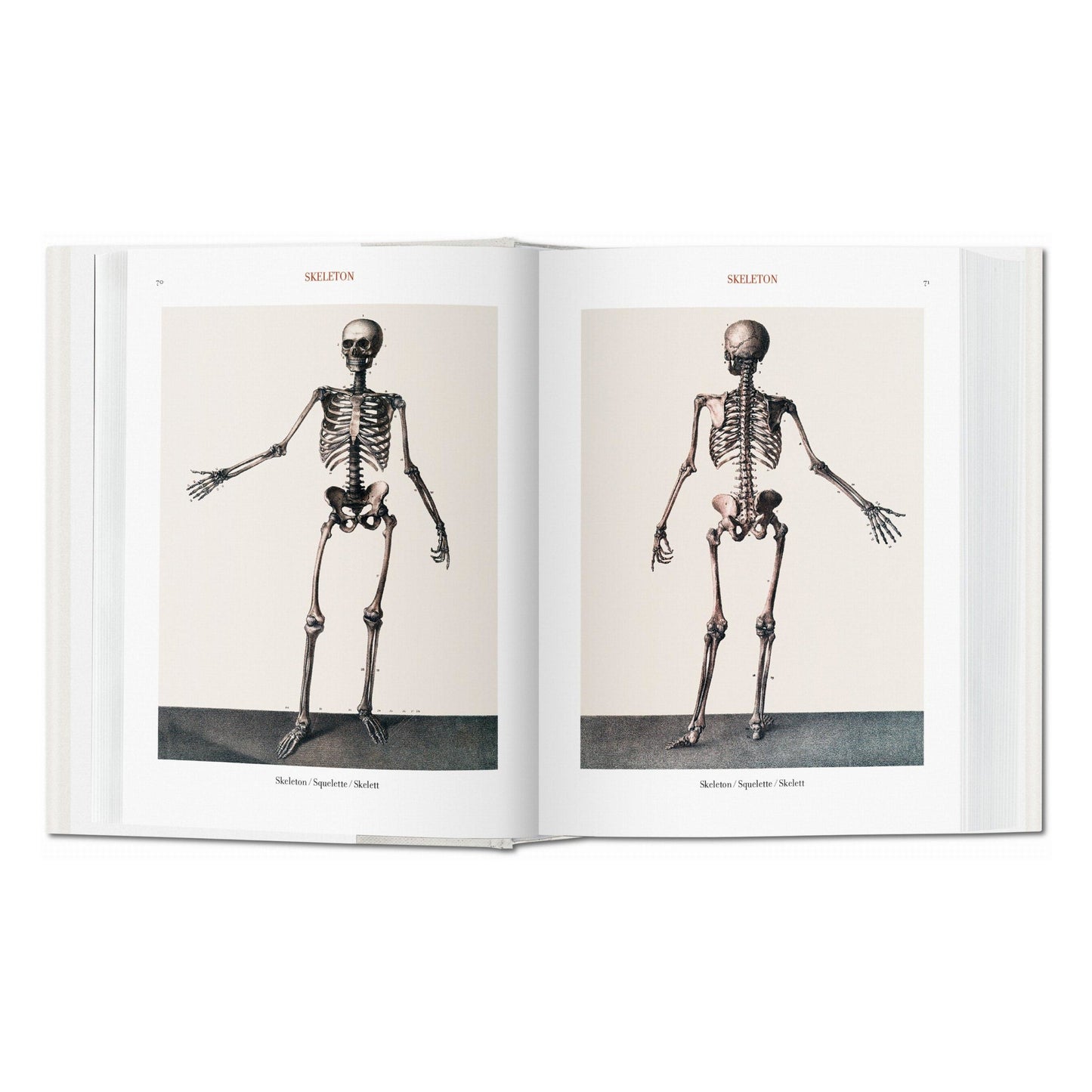 Bourgery. Atlas of Human Anatomy and Surgery (German, French, English) Book