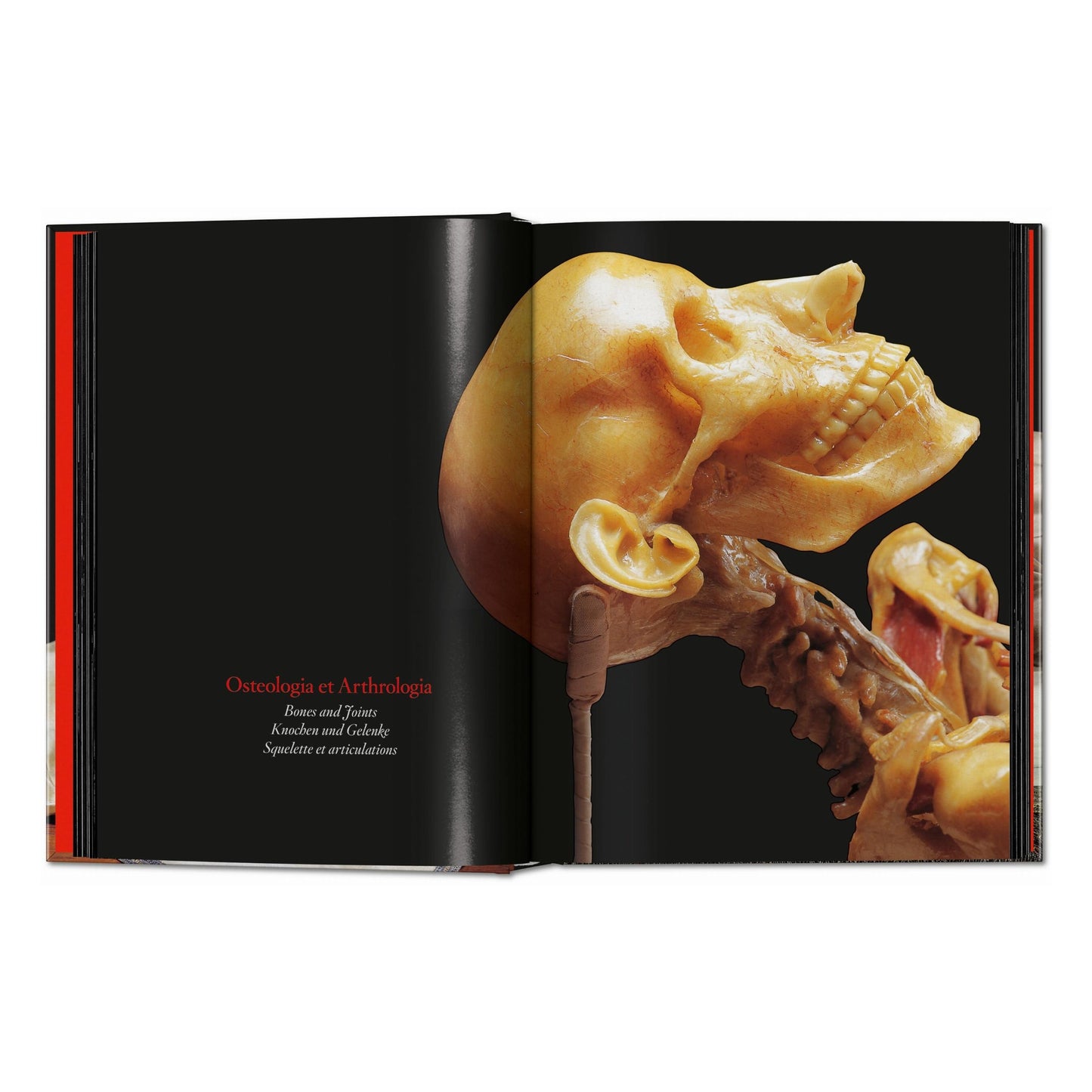 Anatomical Waxes. 45th Ed. (German, French, English) Book