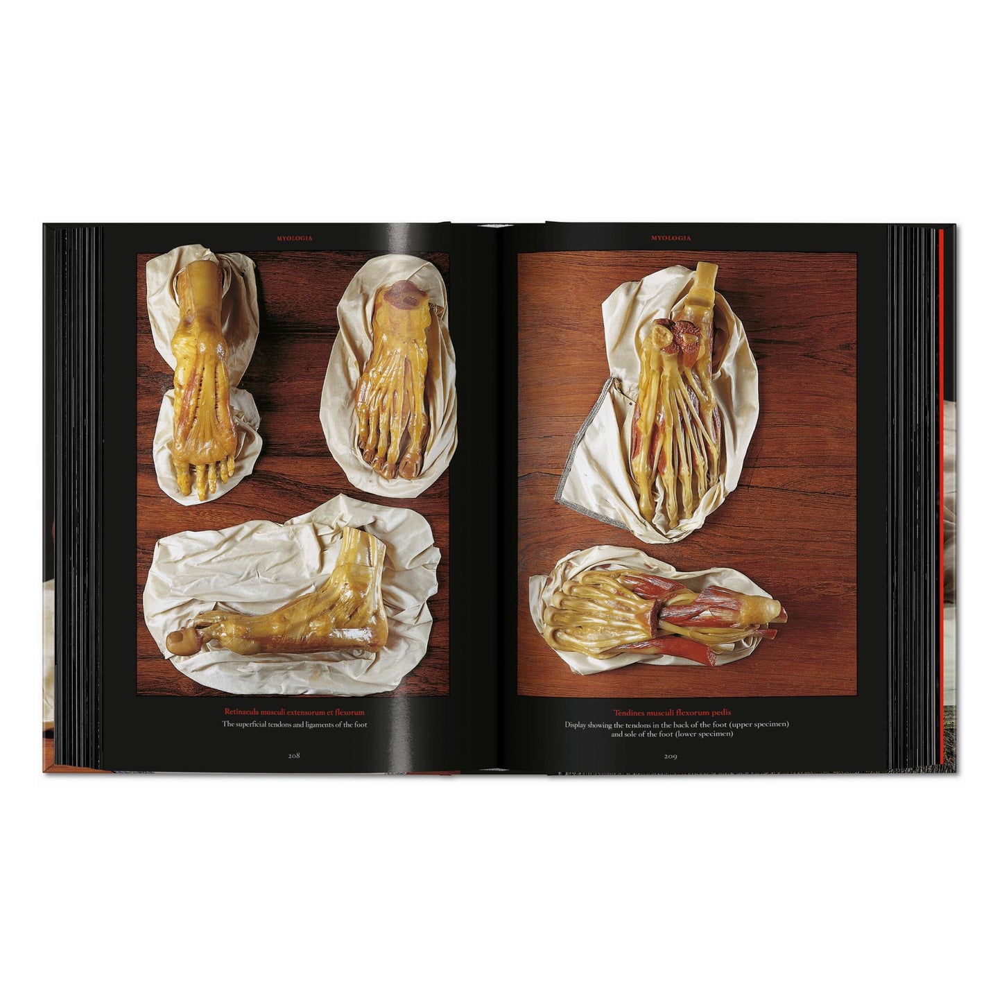 Anatomical Waxes. 45th Ed. (German, French, English) Book