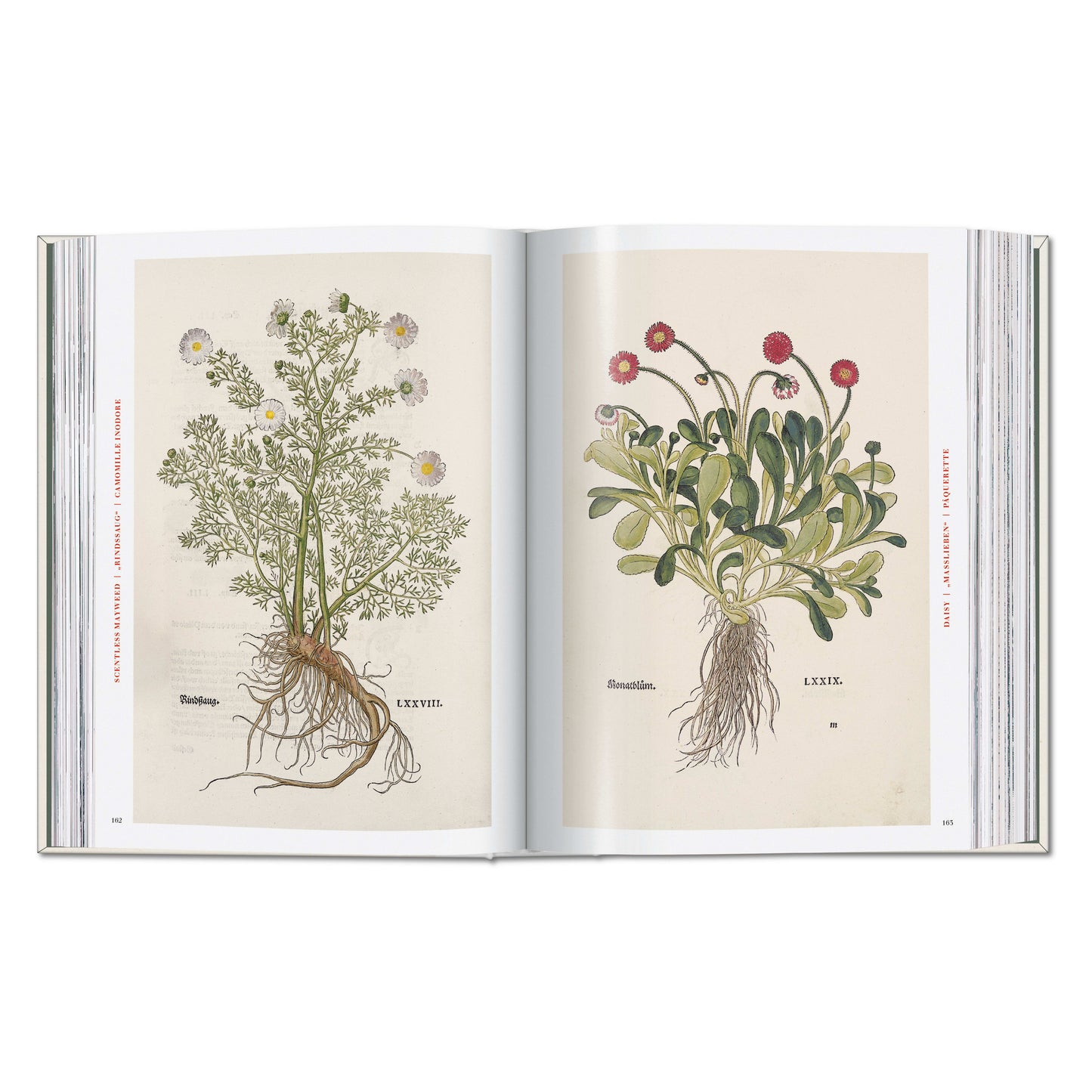 Leonhart Fuchs. The New Herbal (German, French, English) Book