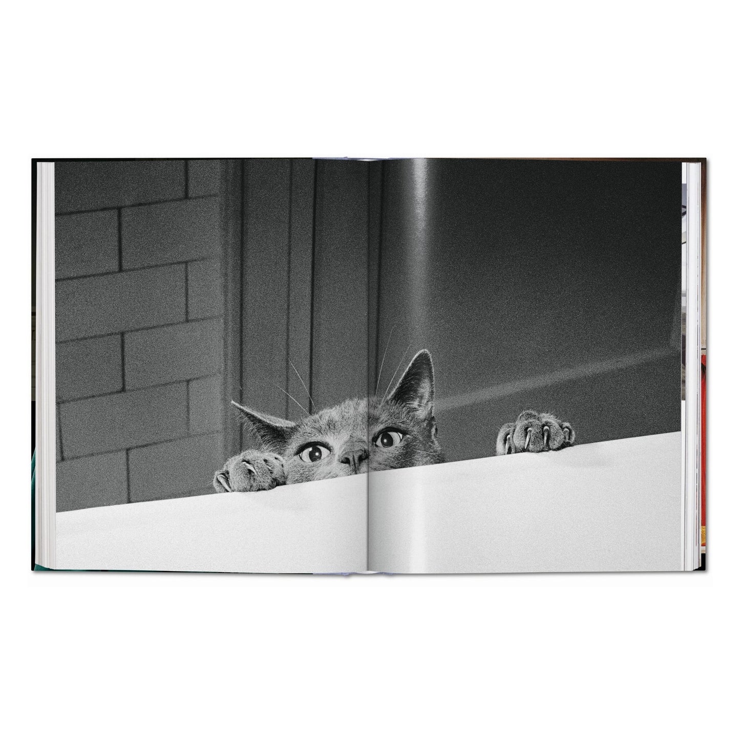Walter Chandoha. Cats. Photographs 1942–2018 (German, French, English) Book