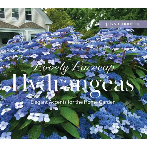 Lovely Lacecap Hydrangeas: Elegant Accents for the Home Garden