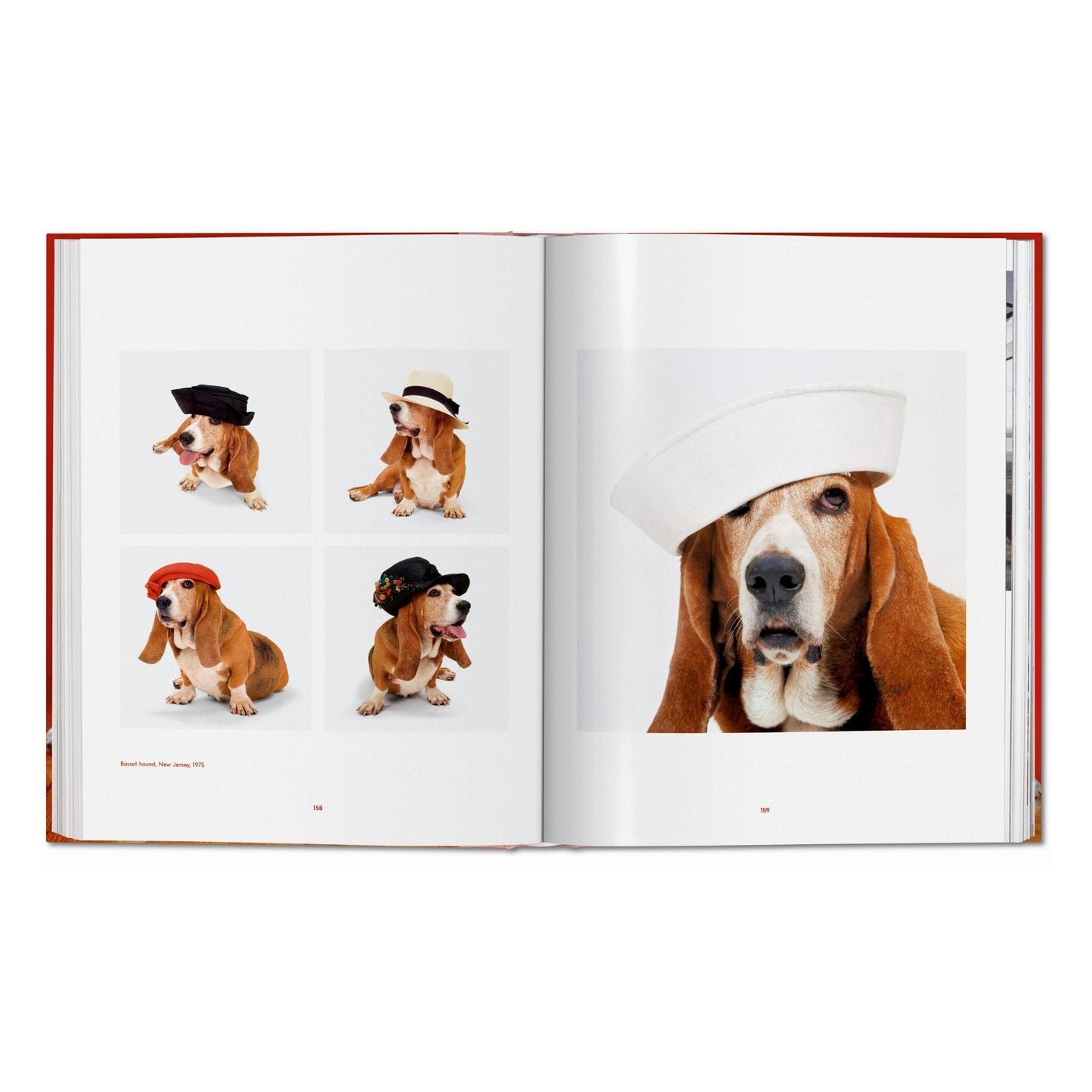 Walter Chandoha. Dogs. Photographs 1941–1991 (German, French, English) Book