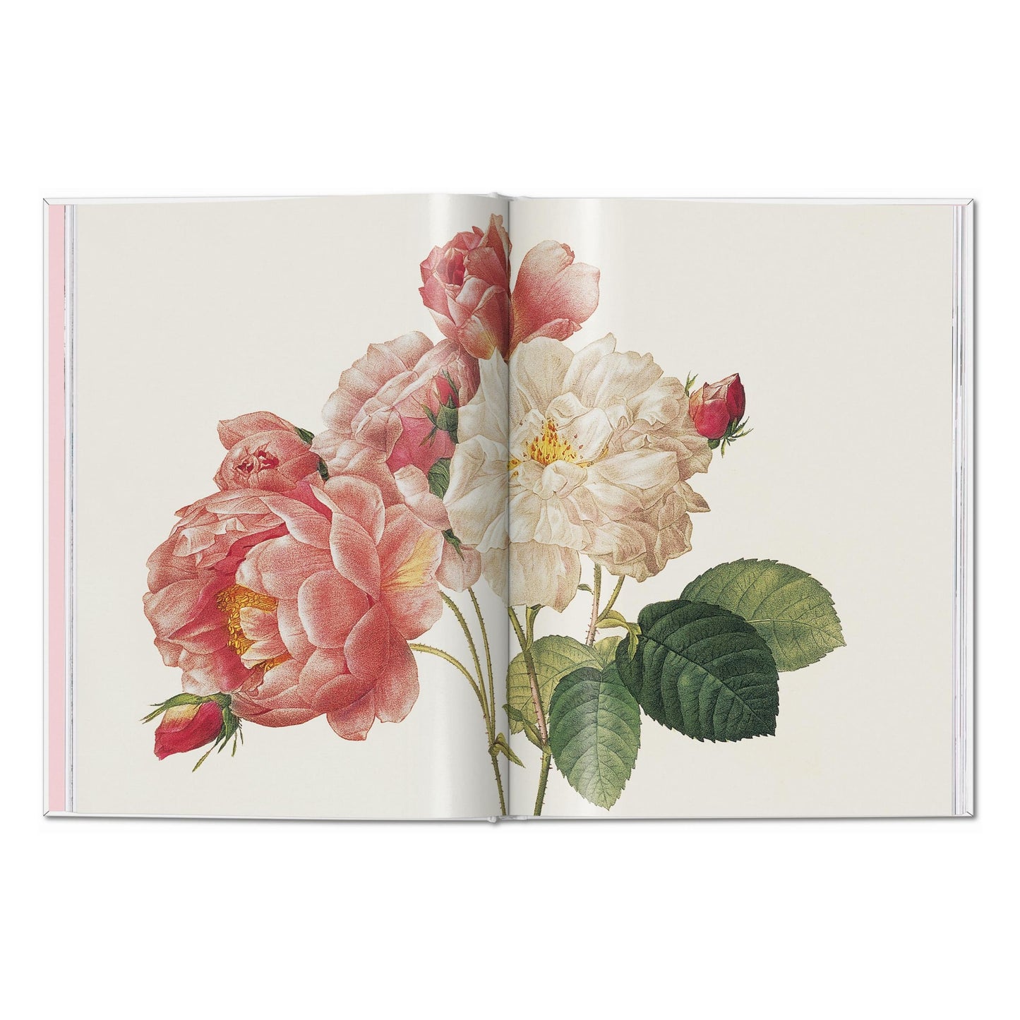 Redouté. Roses (German, French, English) Book