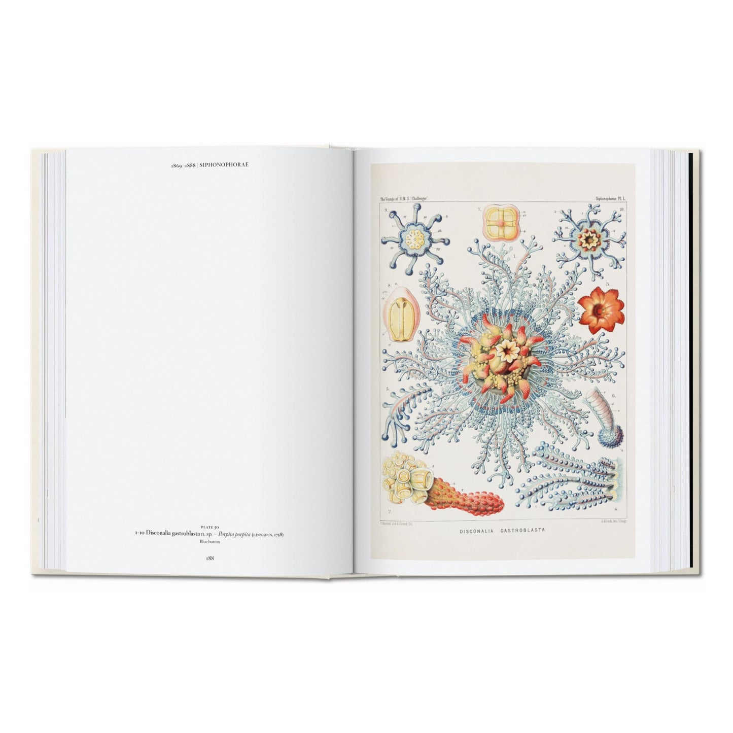 The Art and Science of Ernst Haeckel. 45th Ed. (English) Book