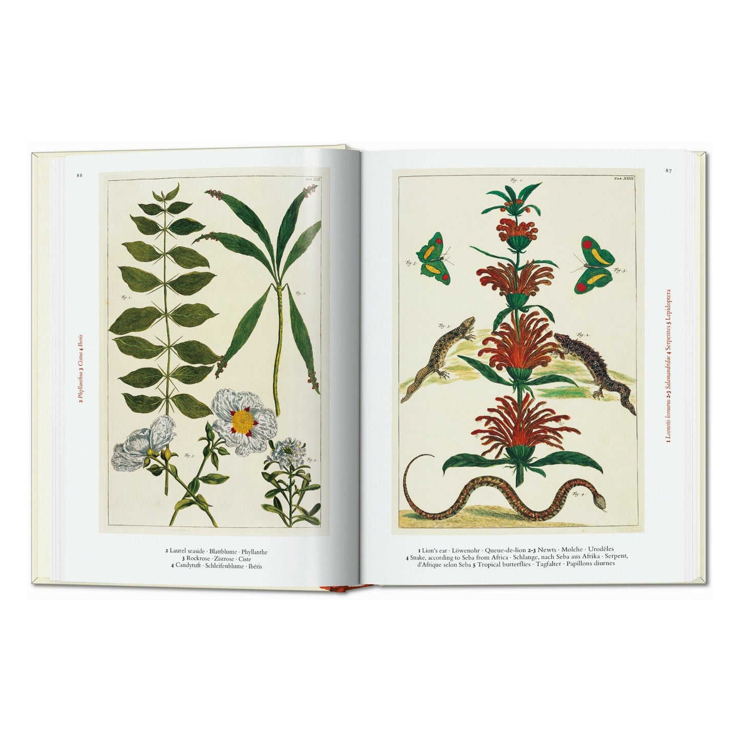 Seba. Cabinet of Natural Curiosities. 45th Ed. (German, French, English) Book