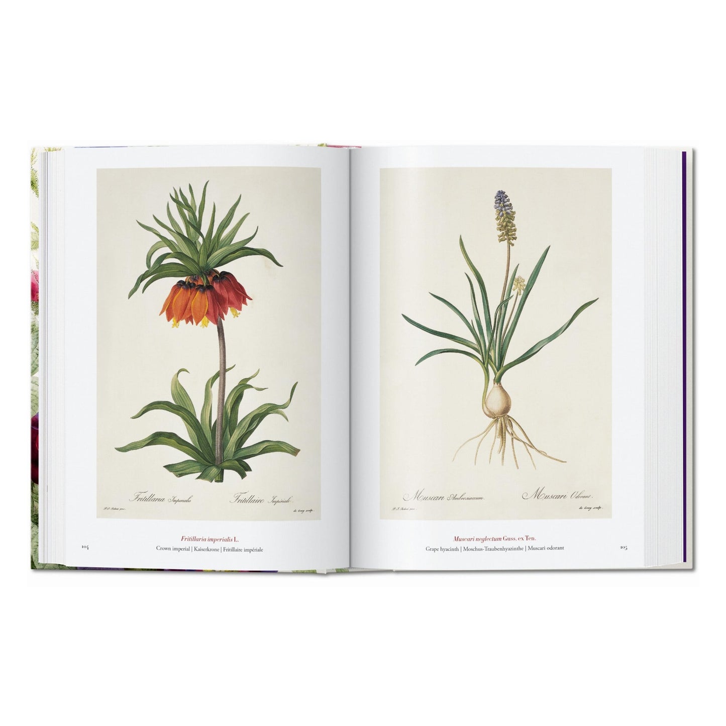 Redouté. The Book of Flowers. 45th Ed. (German, French, English) Book