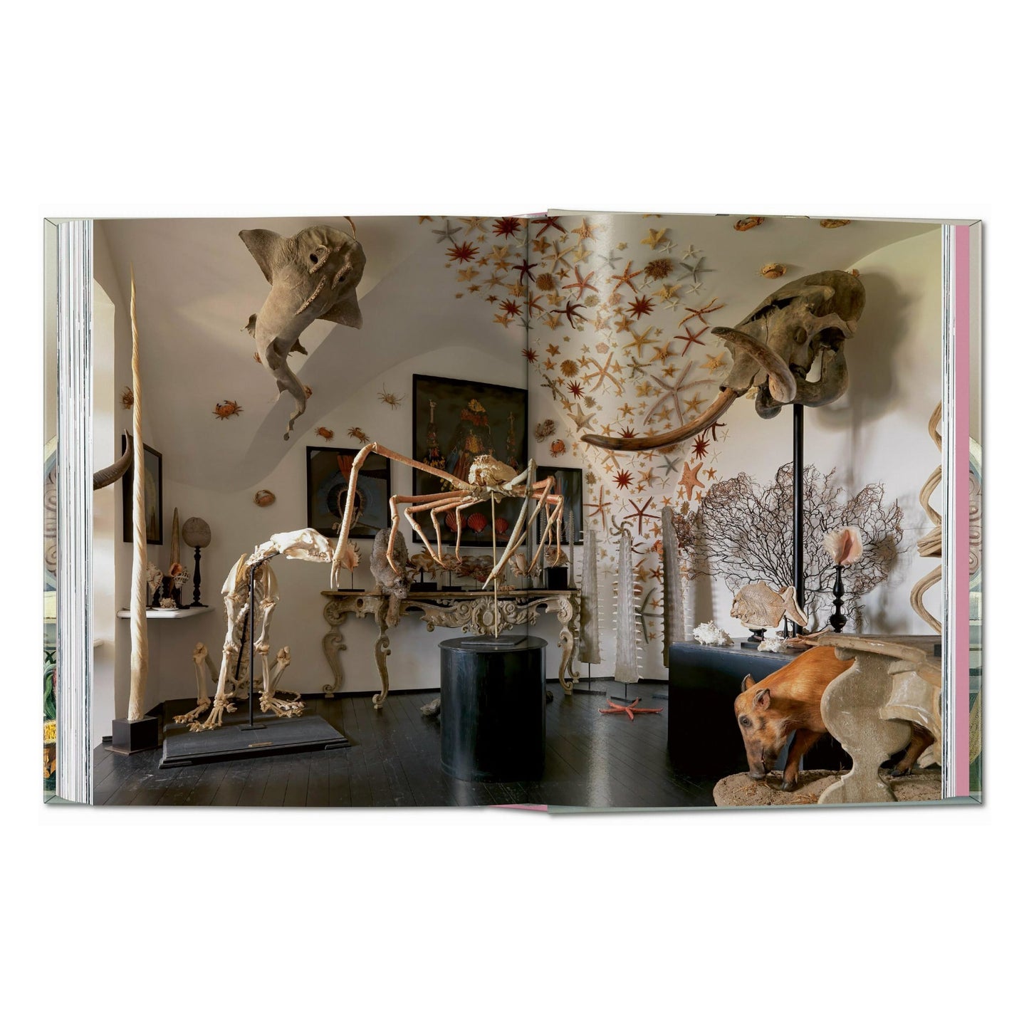 Massimo Listri. Cabinet of Curiosities. 45th Ed. (German, French, English) Book