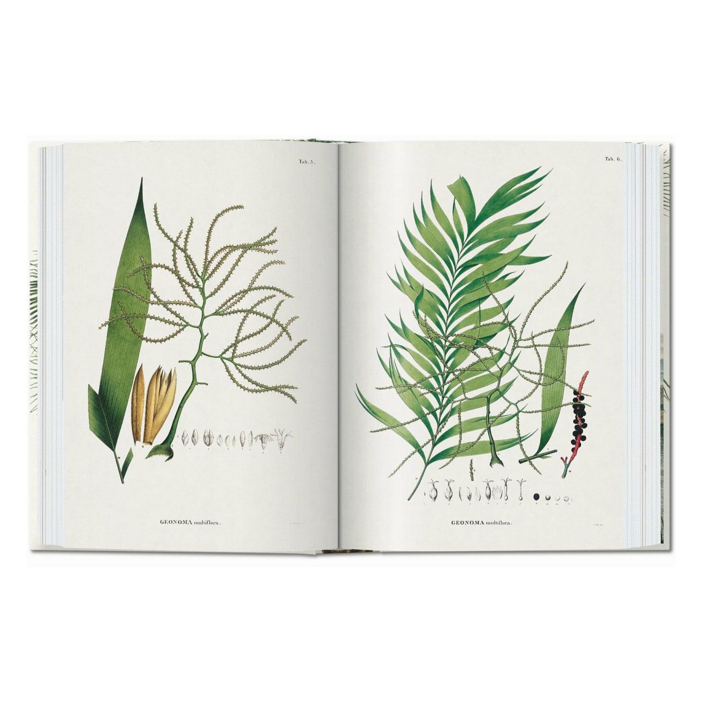 Martius. The Book of Palms. 45th Ed. (German, French, English) Book