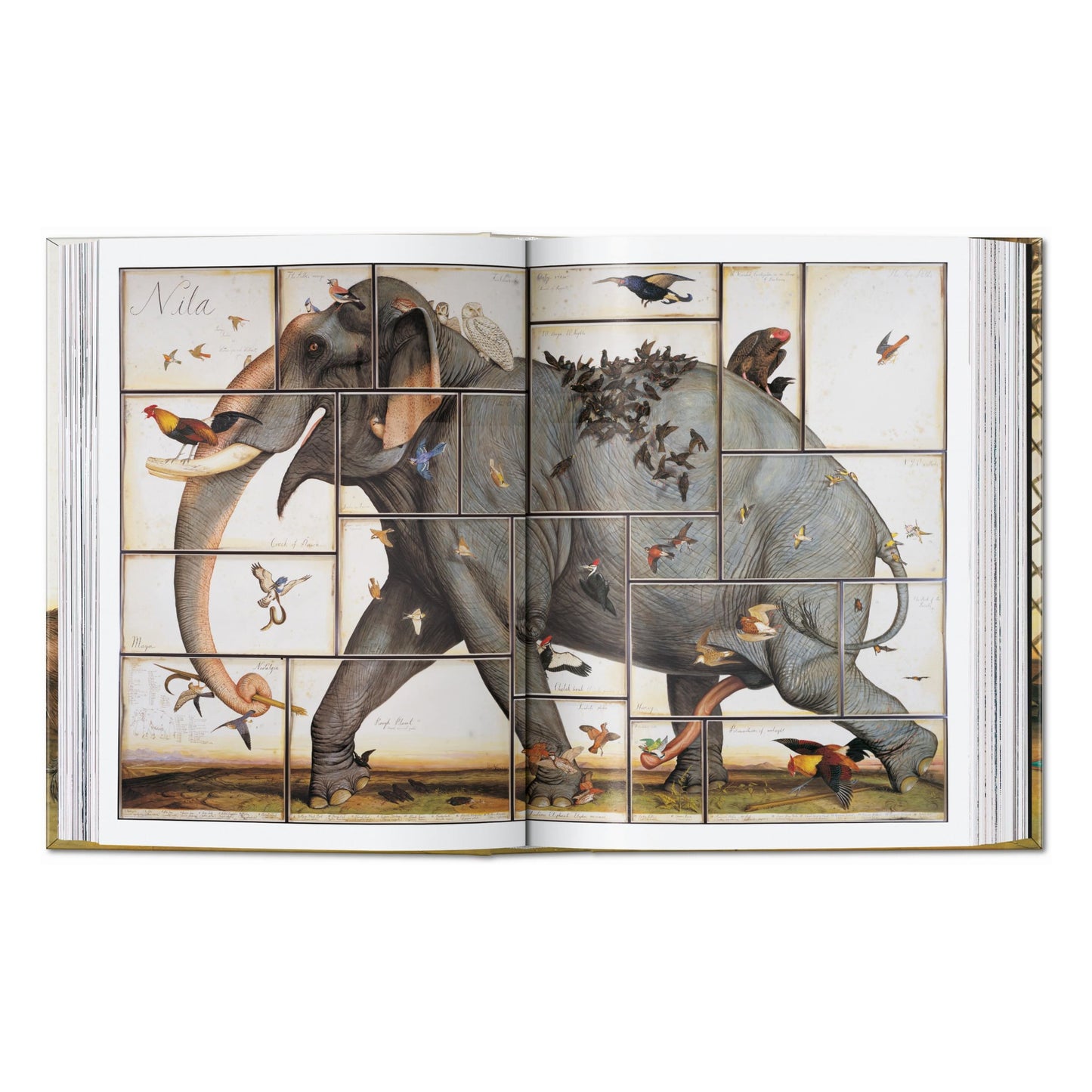 Walton Ford. 40th Ed. (German, French, English) Book