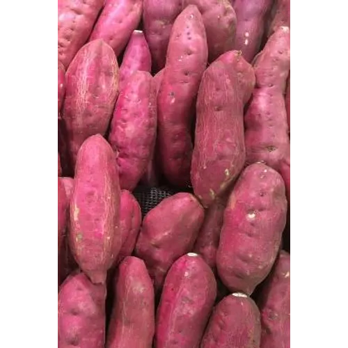 Sweet Potatoes: The Sweet Potato Is a Dicotyledonous Plant That Belongs to the Bindweed or Morning Glory Family, Convolvulaceae. Its L