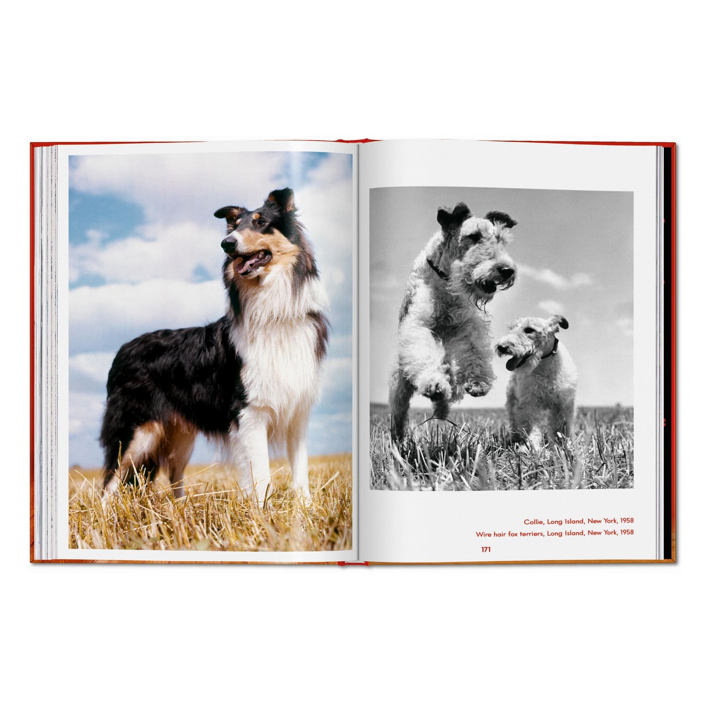Walter Chandoha. Dogs. Photographs 1941–1991 (English) Book