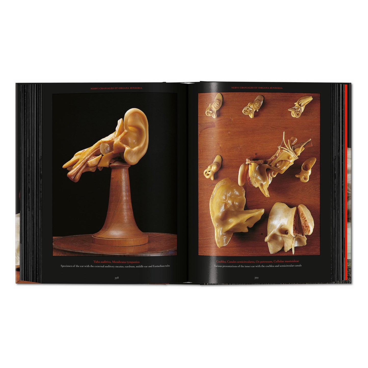 Anatomical Waxes. 45th Ed. (German, French, English) Book