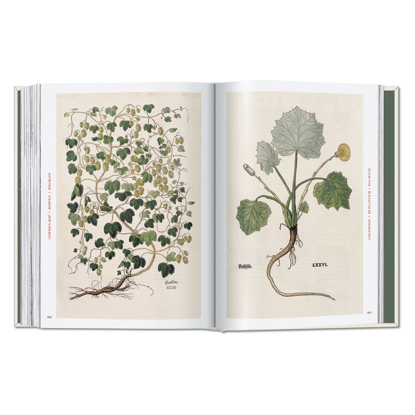 Leonhart Fuchs. The New Herbal (German, French, English) Book