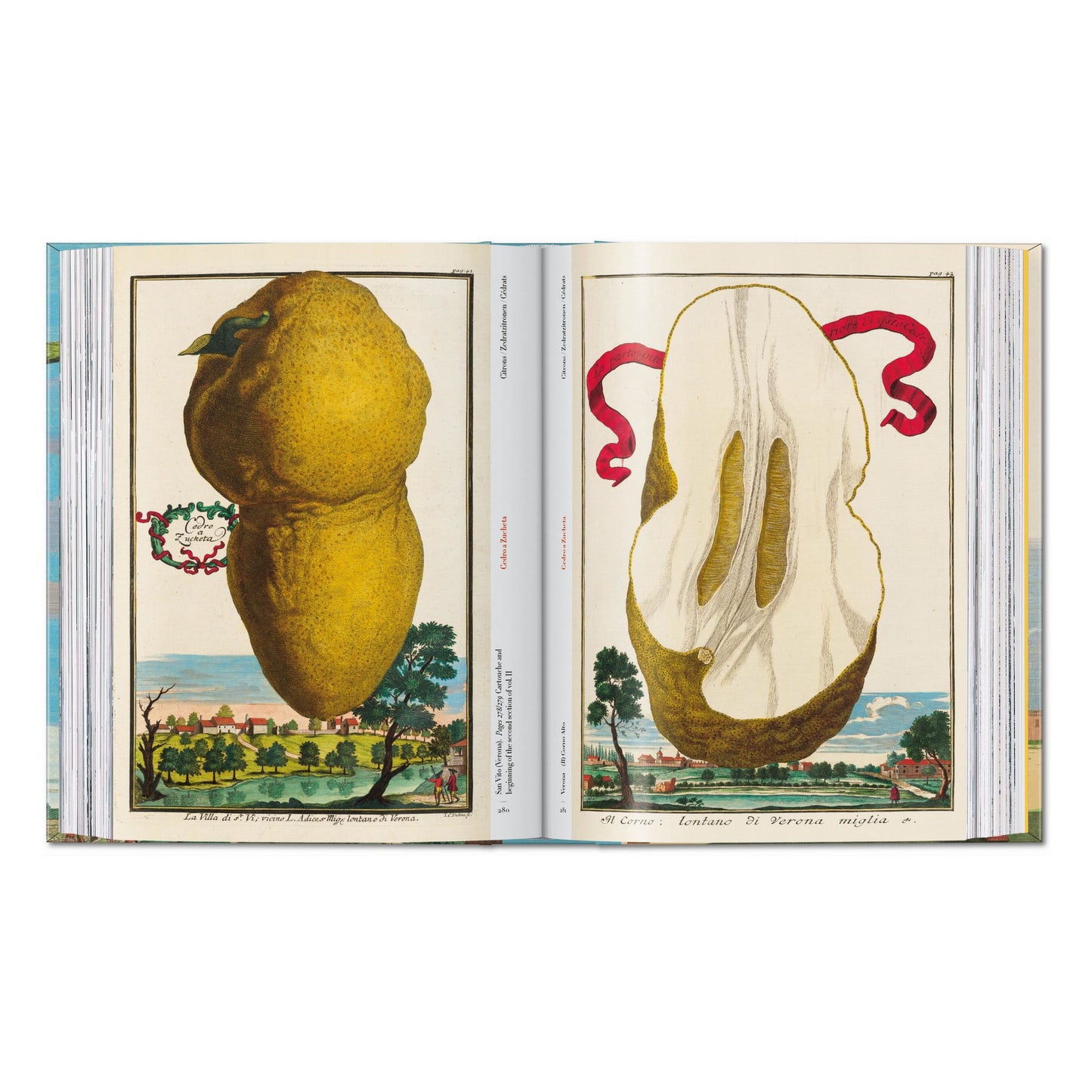 J. C. Volkamer. The Book of Citrus Fruits. 45th Ed. (German, French, English) Book