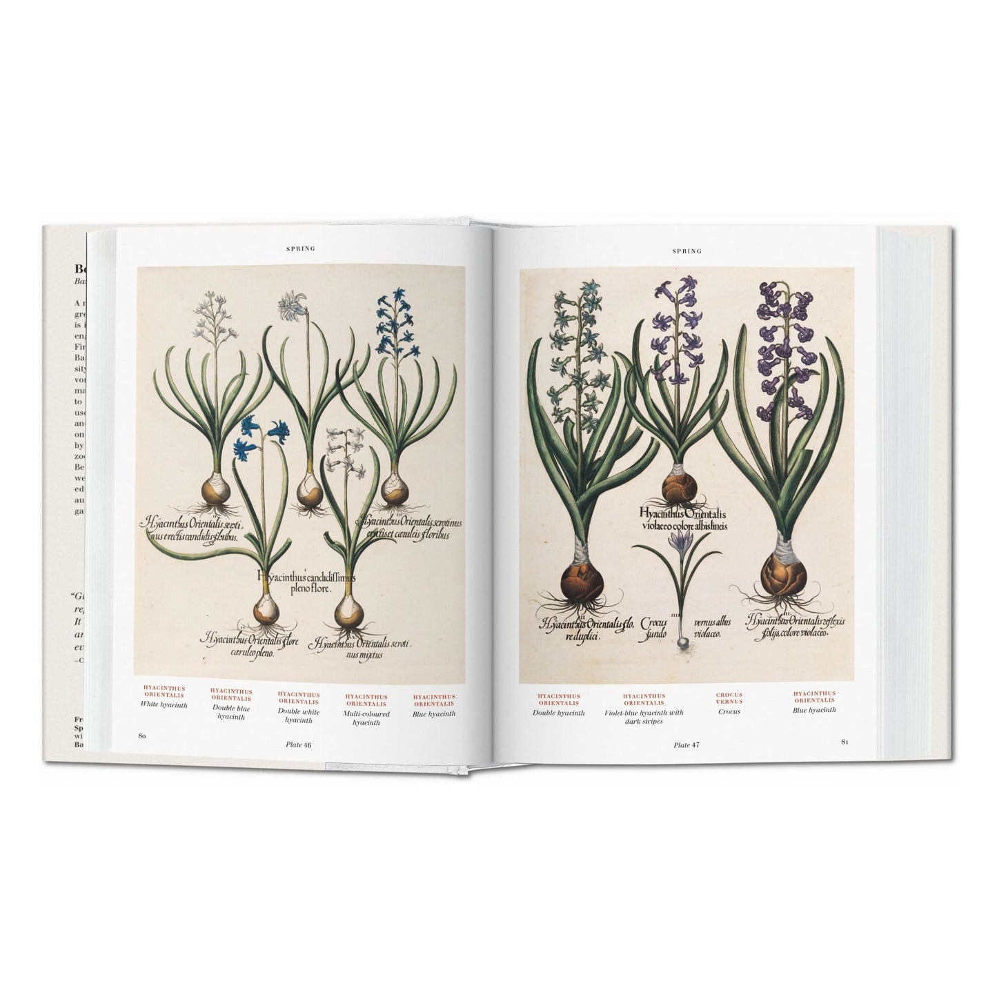 Basilius Besler. Florilegium. The Book of Plants (English) Book