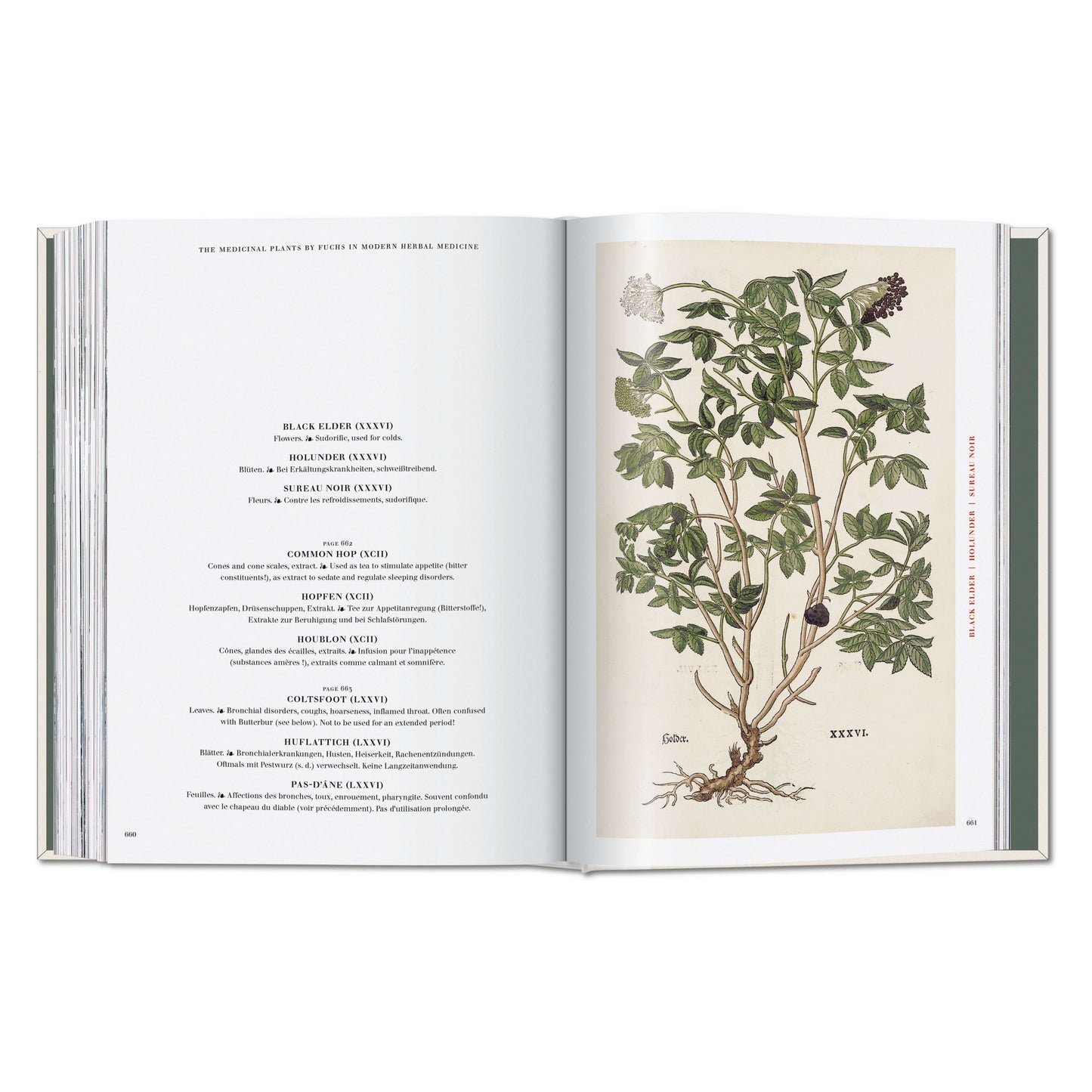 Leonhart Fuchs. The New Herbal (German, French, English) Book