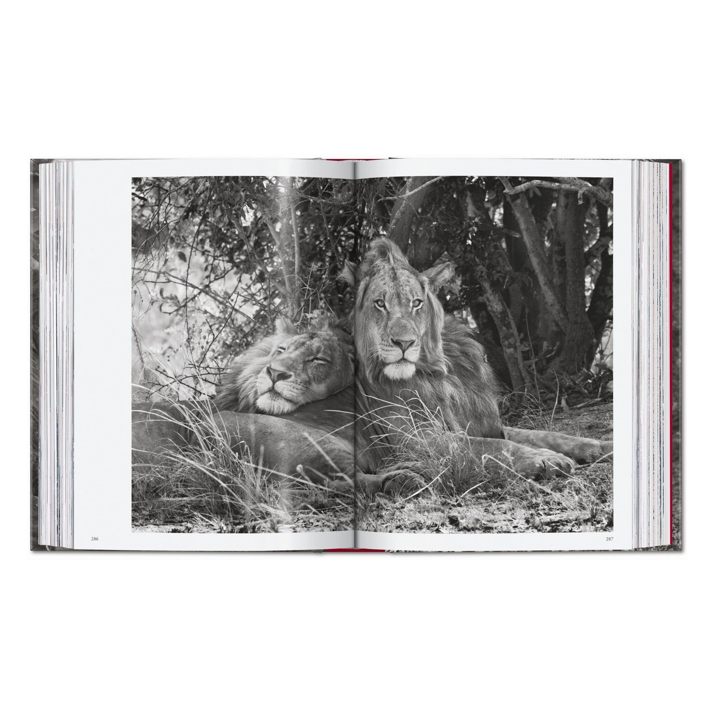 Sebastião Salgado. Genesis. 45th Ed. (English) Book