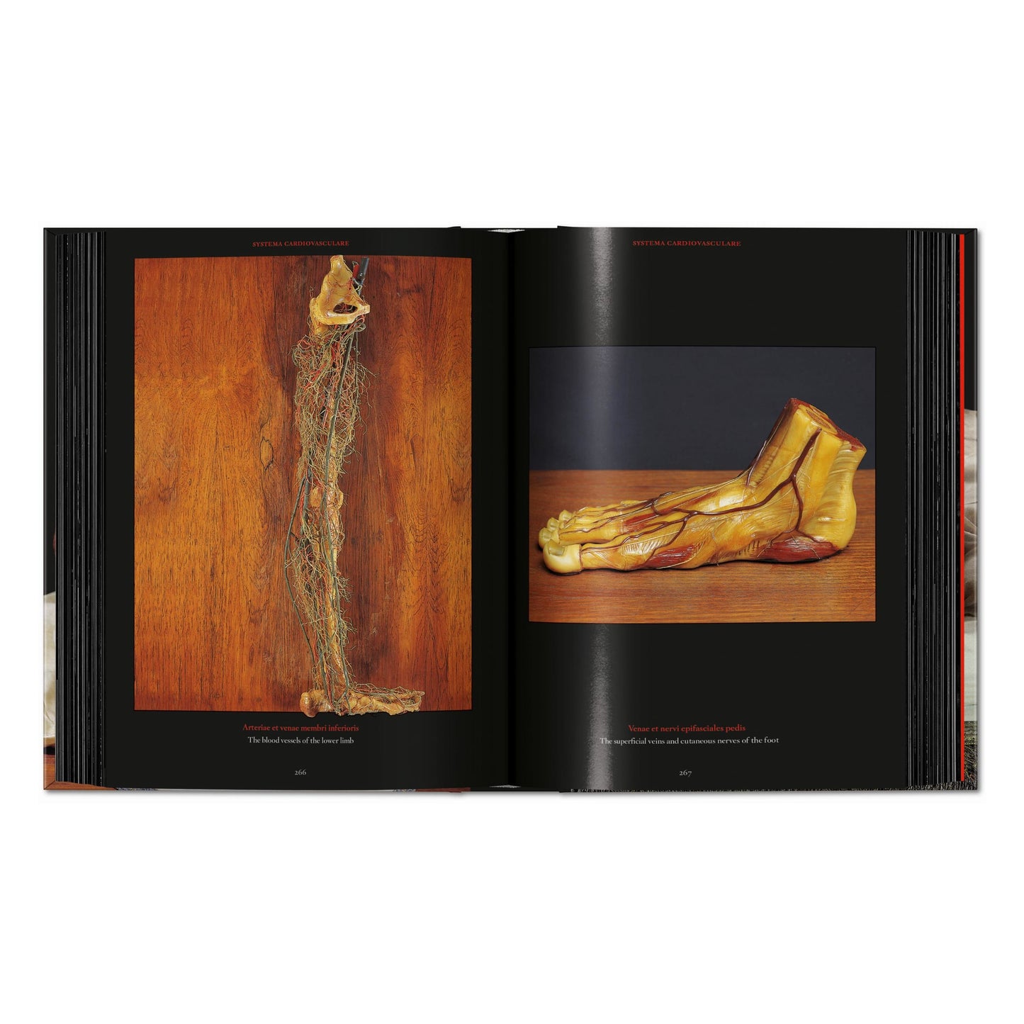 Anatomical Waxes. 45th Ed. (German, French, English) Book