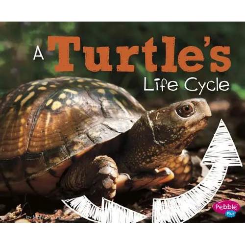 A Turtle's Life Cycle