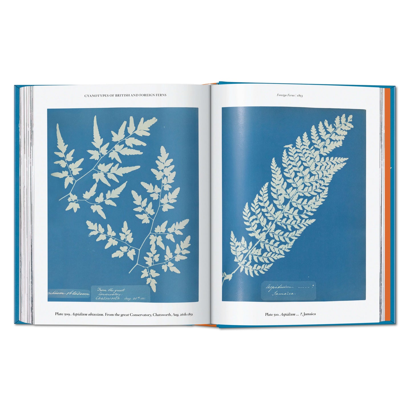 Anna Atkins. Cyanotypes. 45th Ed. (German, French, English) Book