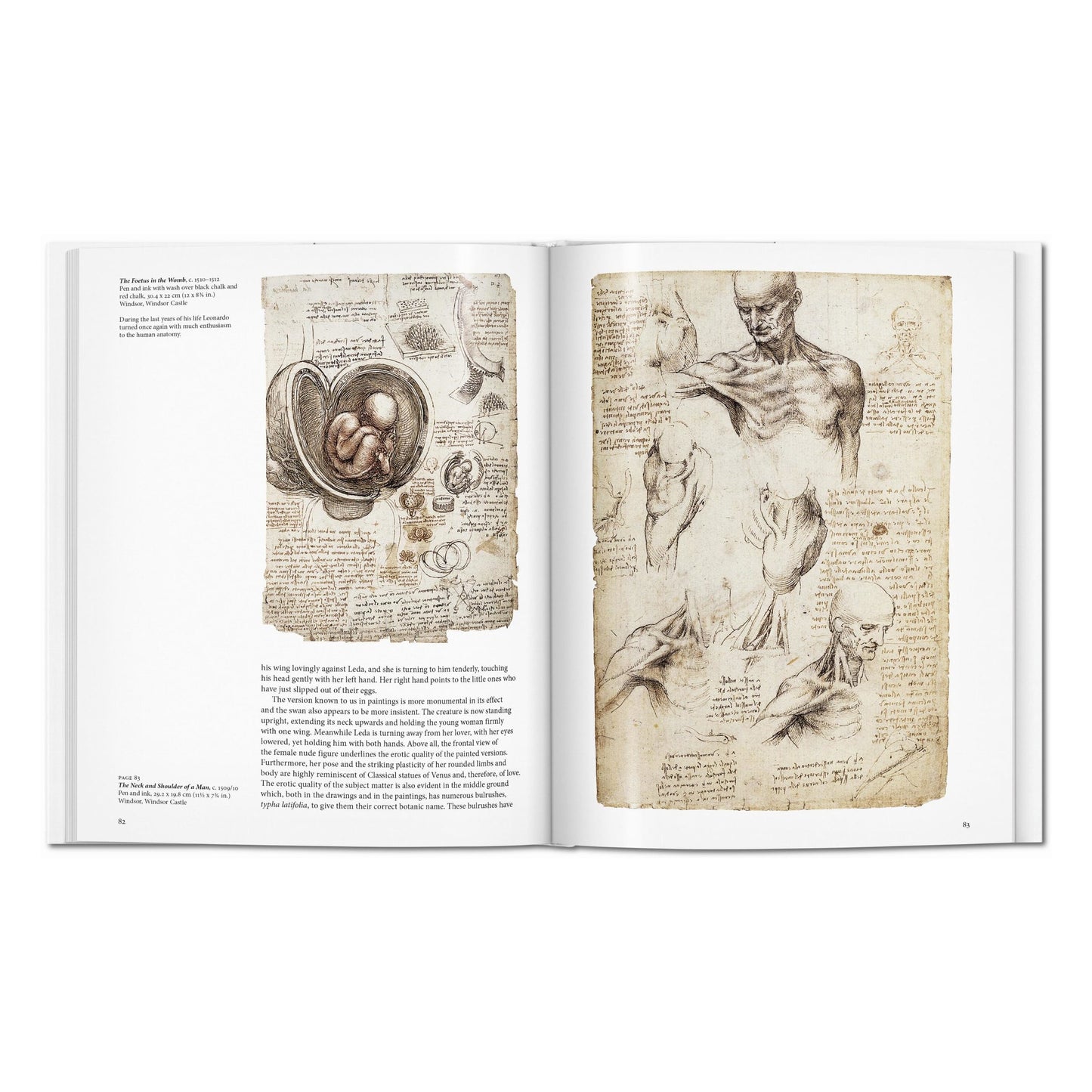 Leonardo (English) Book