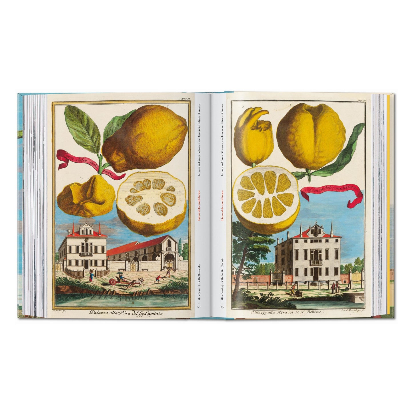 J. C. Volkamer. The Book of Citrus Fruits. 45th Ed. (German, French, English) Book