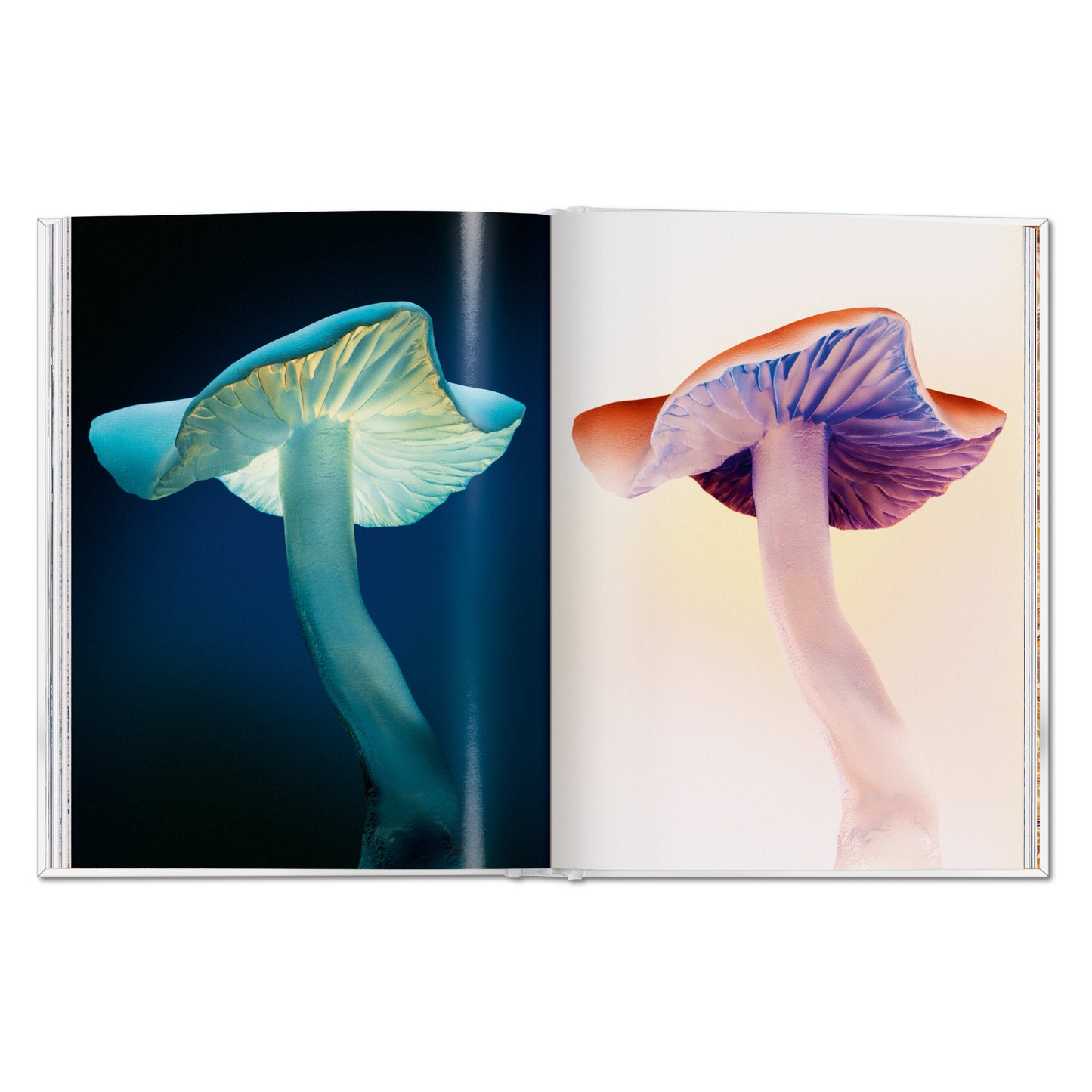 The Gourmand's Mushroom. A Collection of Stories and Recipes (English) Book
