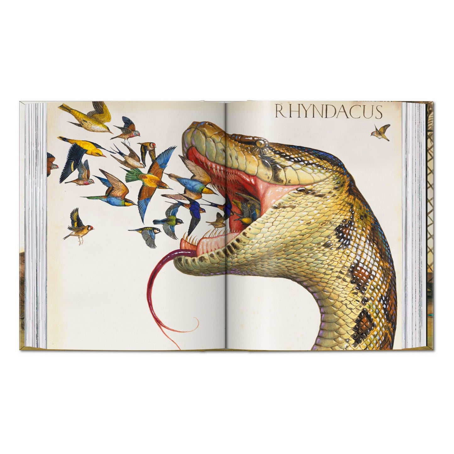 Walton Ford. 40th Ed. (German, French, English) Book