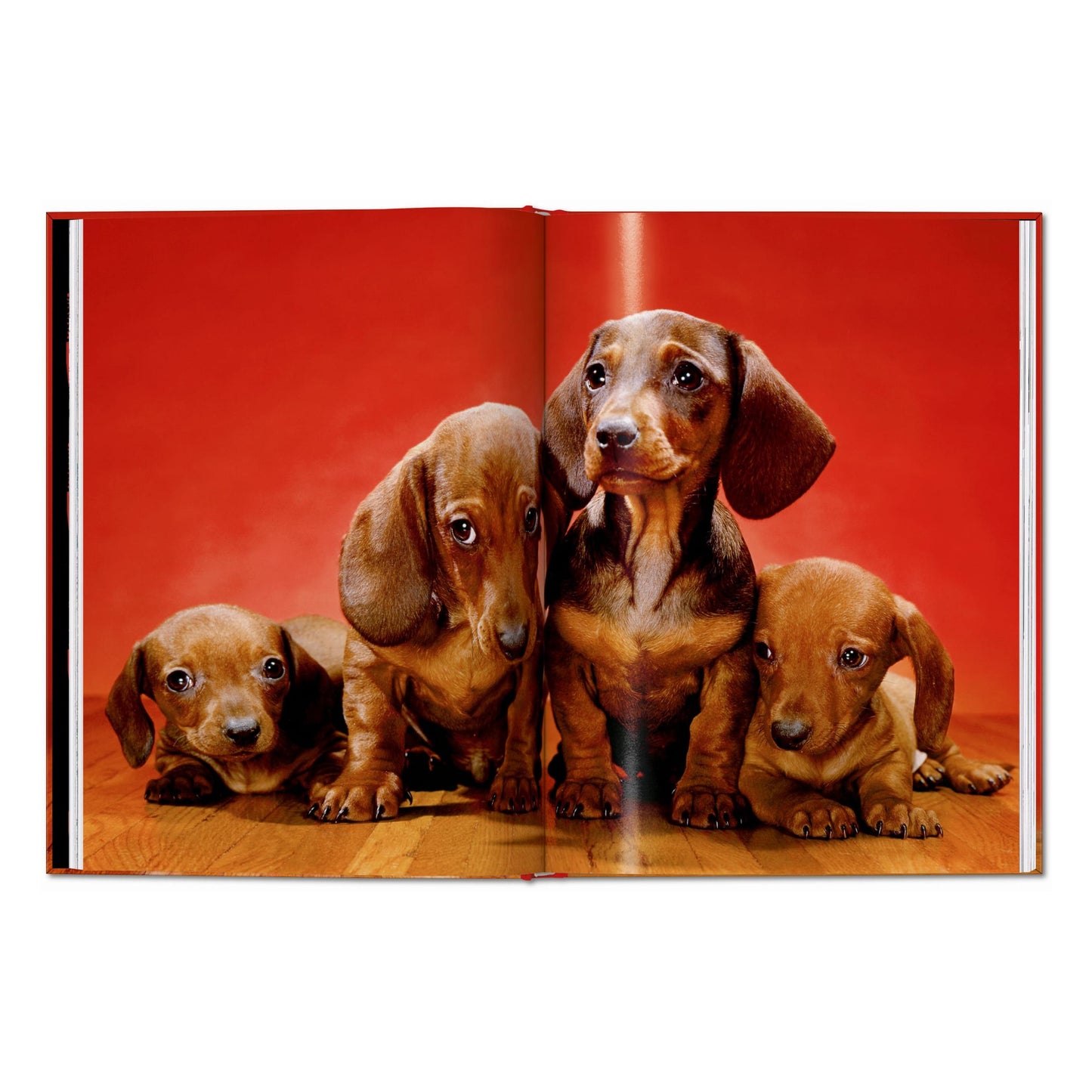 Walter Chandoha. Dogs. Photographs 1941–1991 (English) Book