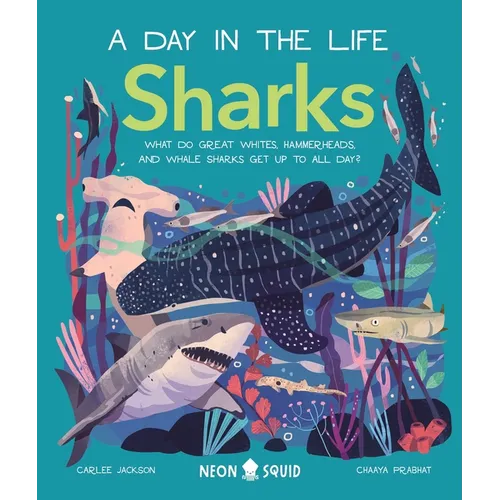 Sharks (a Day in the Life): What Do Great Whites, Hammerheads, and Whale Sharks Get Up to All Day?