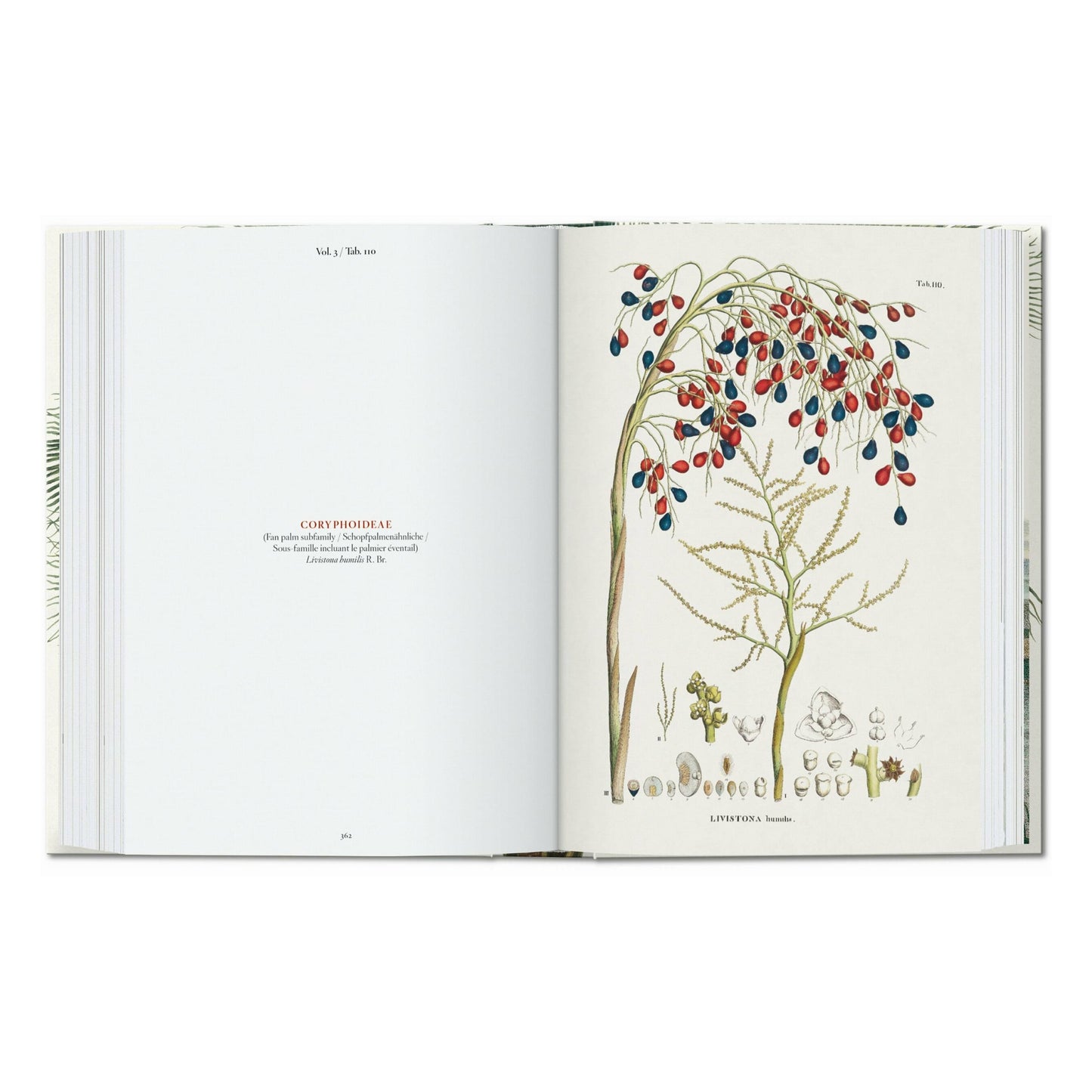 Martius. The Book of Palms. 45th Ed. (German, French, English) Book