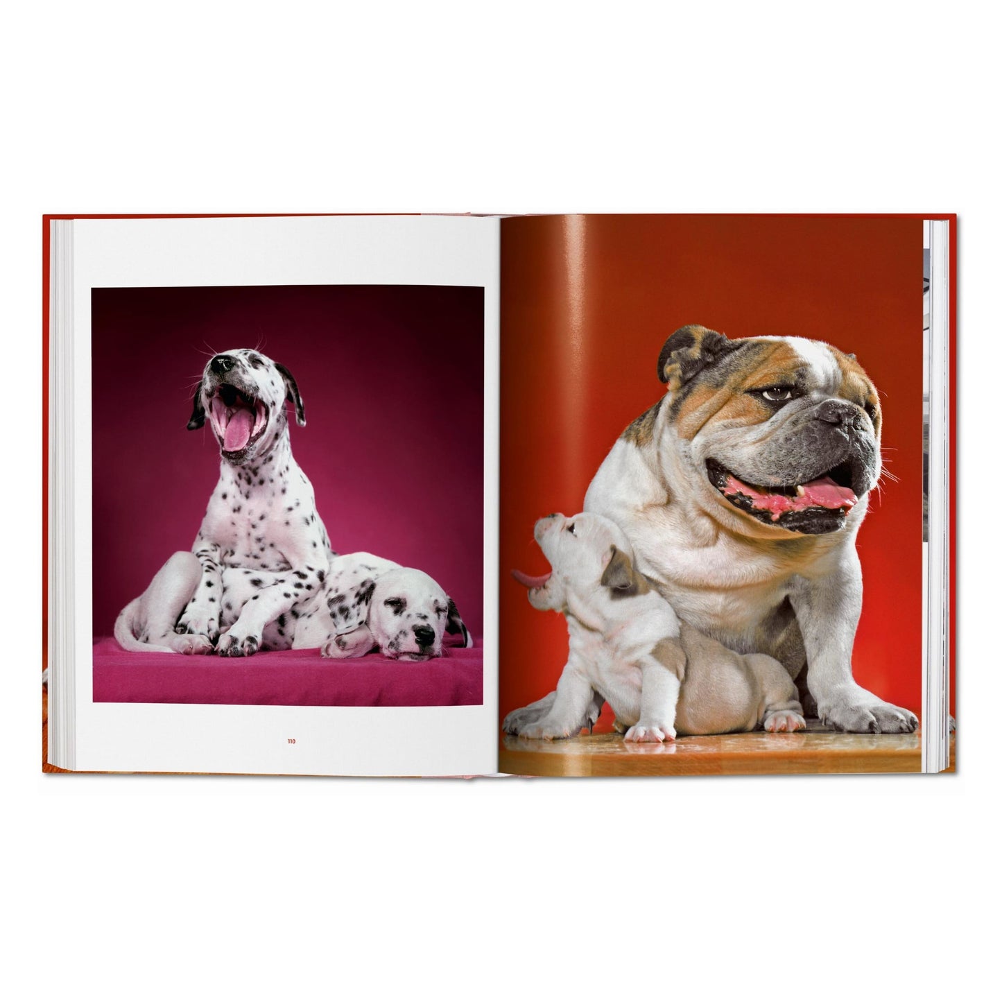 Walter Chandoha. Dogs. Photographs 1941–1991 (German, French, English) Book