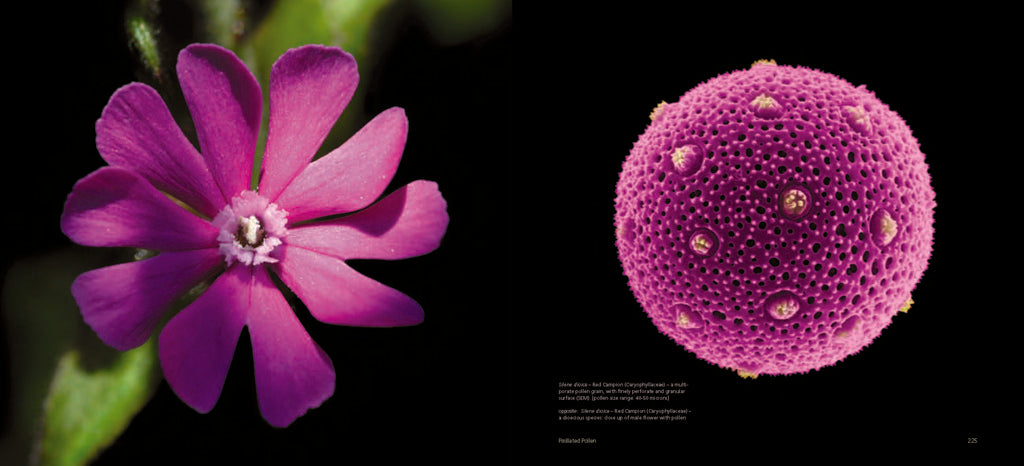 Pollen