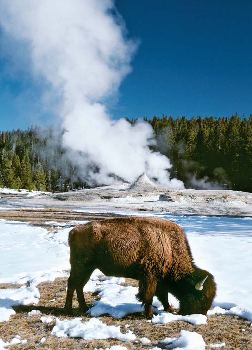 Yellowstone National Park Hardcover Ruled Journal Hardcover Book