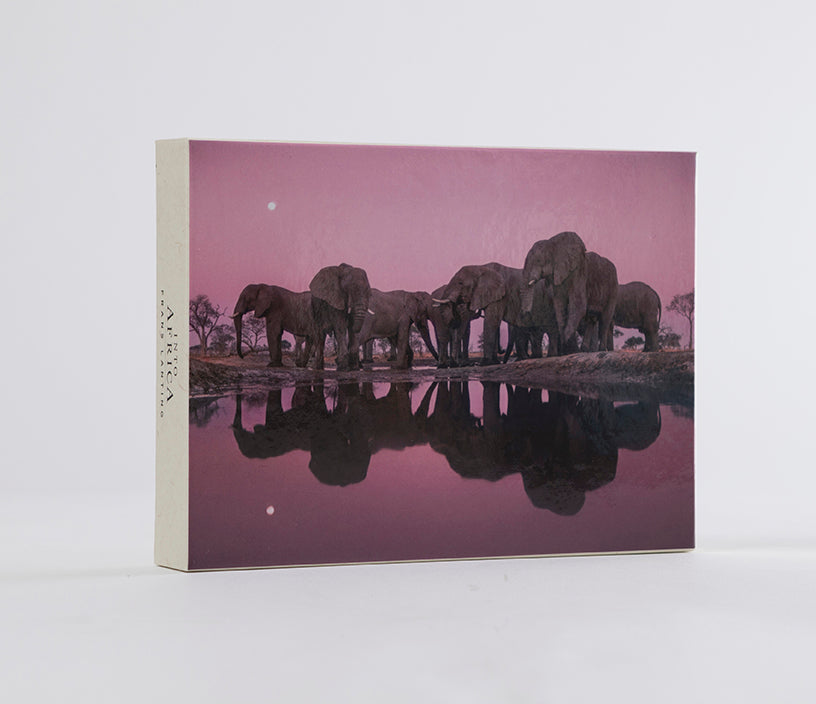 Into Africa: Blank Boxed Notecards Hardcover Book
