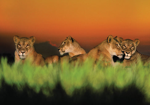 Into Africa: Blank Boxed Notecards Hardcover Book