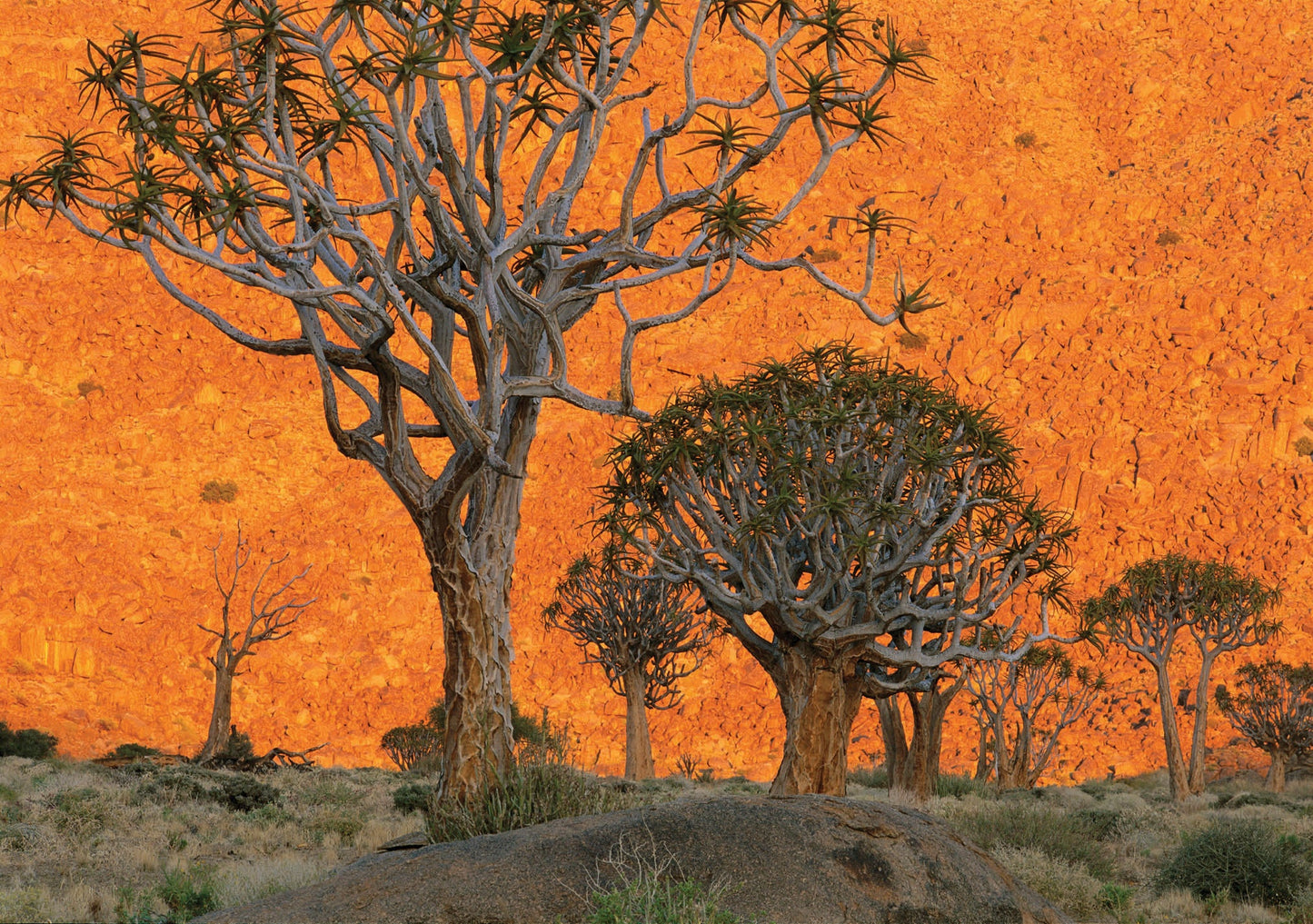 Into Africa: Blank Boxed Notecards Hardcover Book