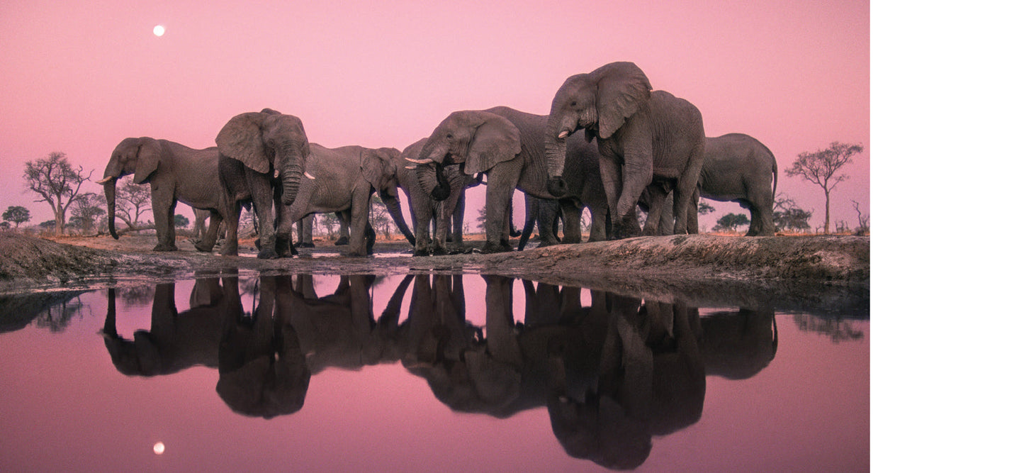 Into Africa Hardcover Book