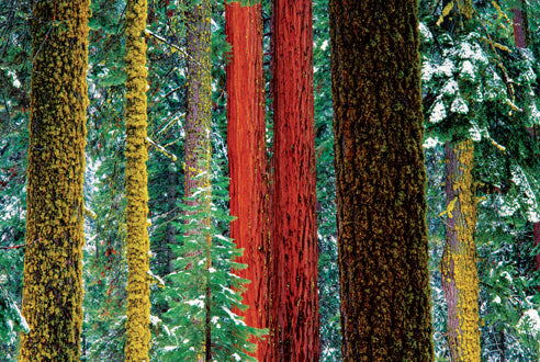 Art Wolfe: Extraordinary Earth Blank Boxed Notecards Hardcover Book
