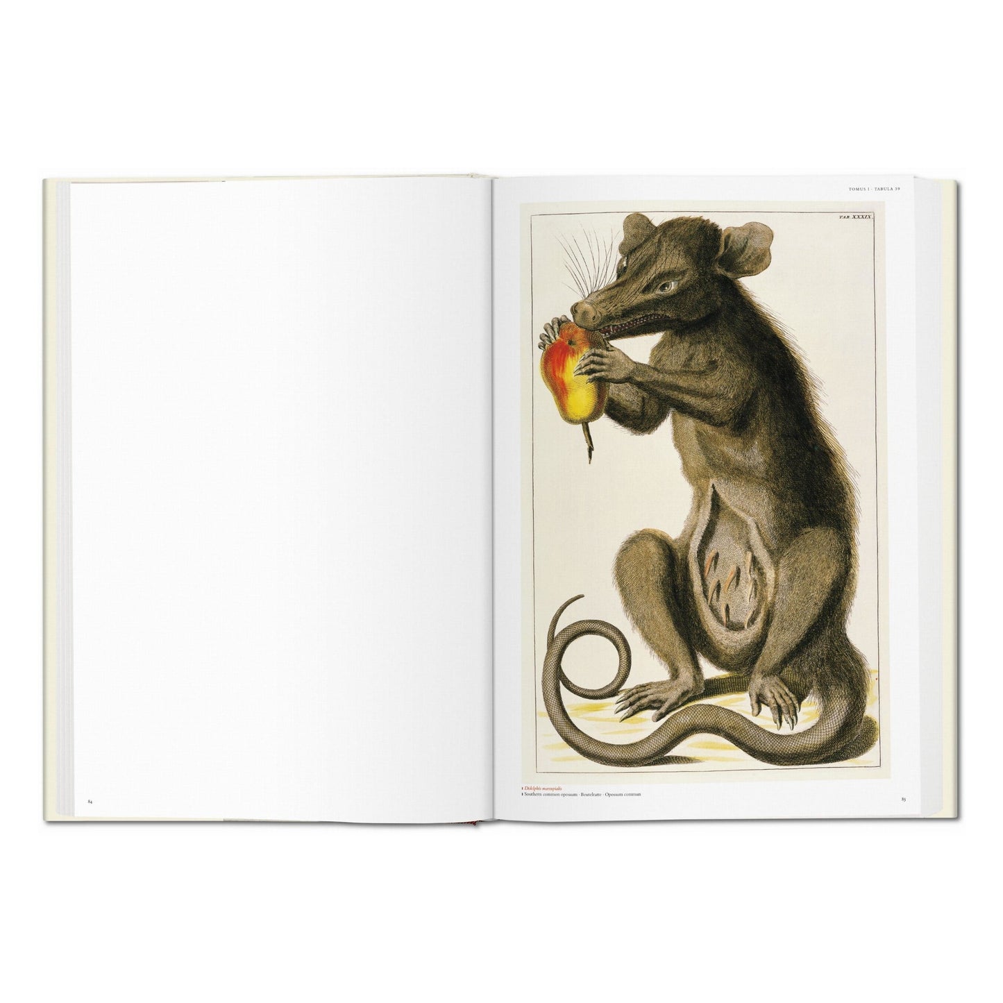 Seba. Cabinet of Natural Curiosities (German, French, English) Book
