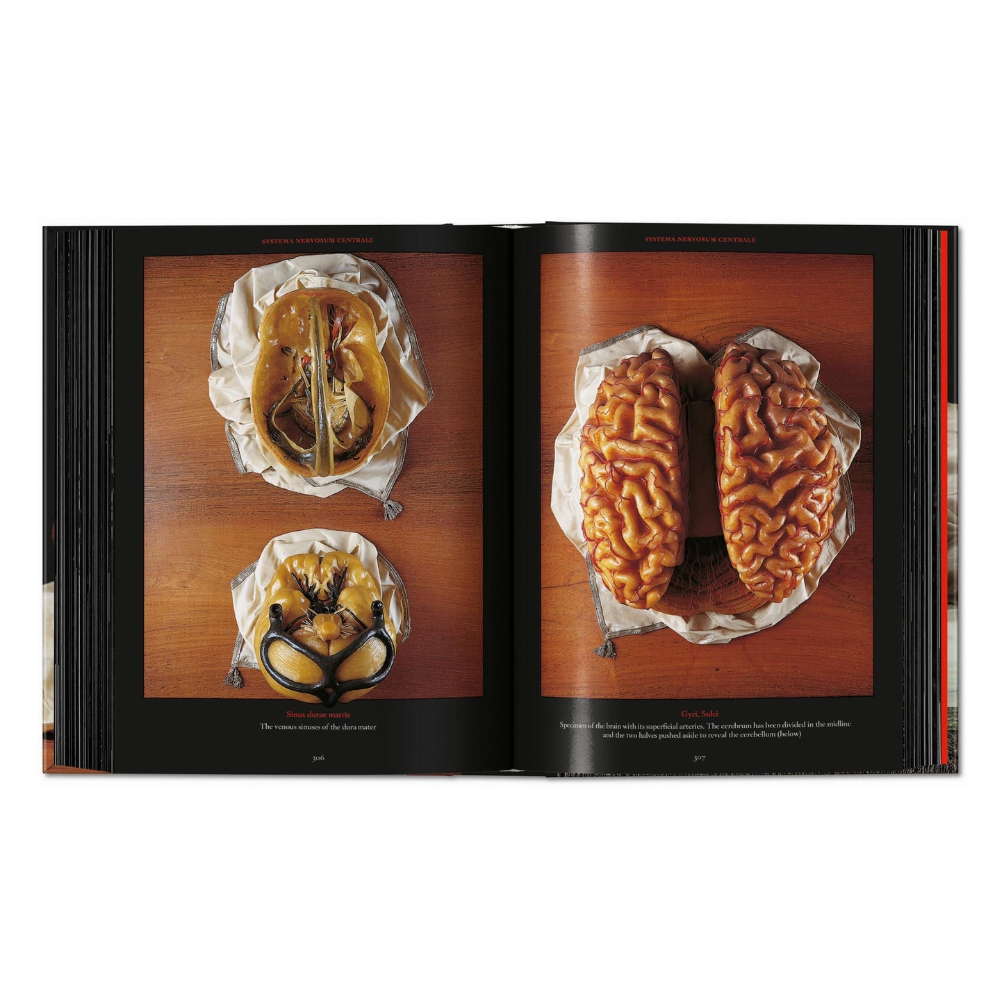 Anatomical Waxes. 45th Ed. (German, French, English) Book
