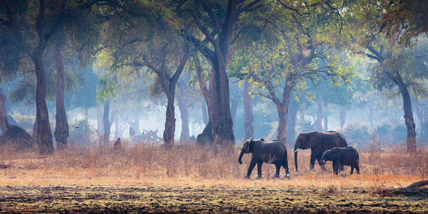 Wild Elephants Hardcover Book
