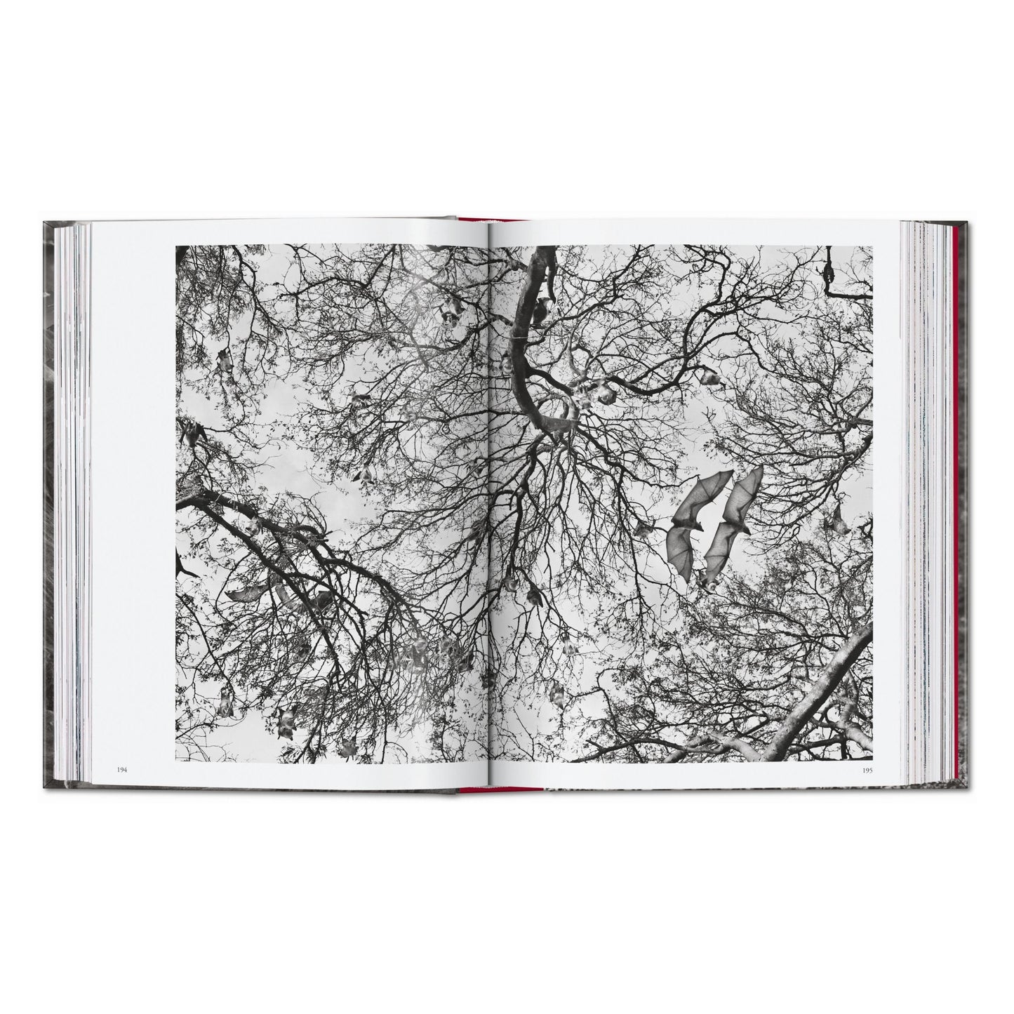 Sebastião Salgado. Genesis. 45th Ed. (English) Book