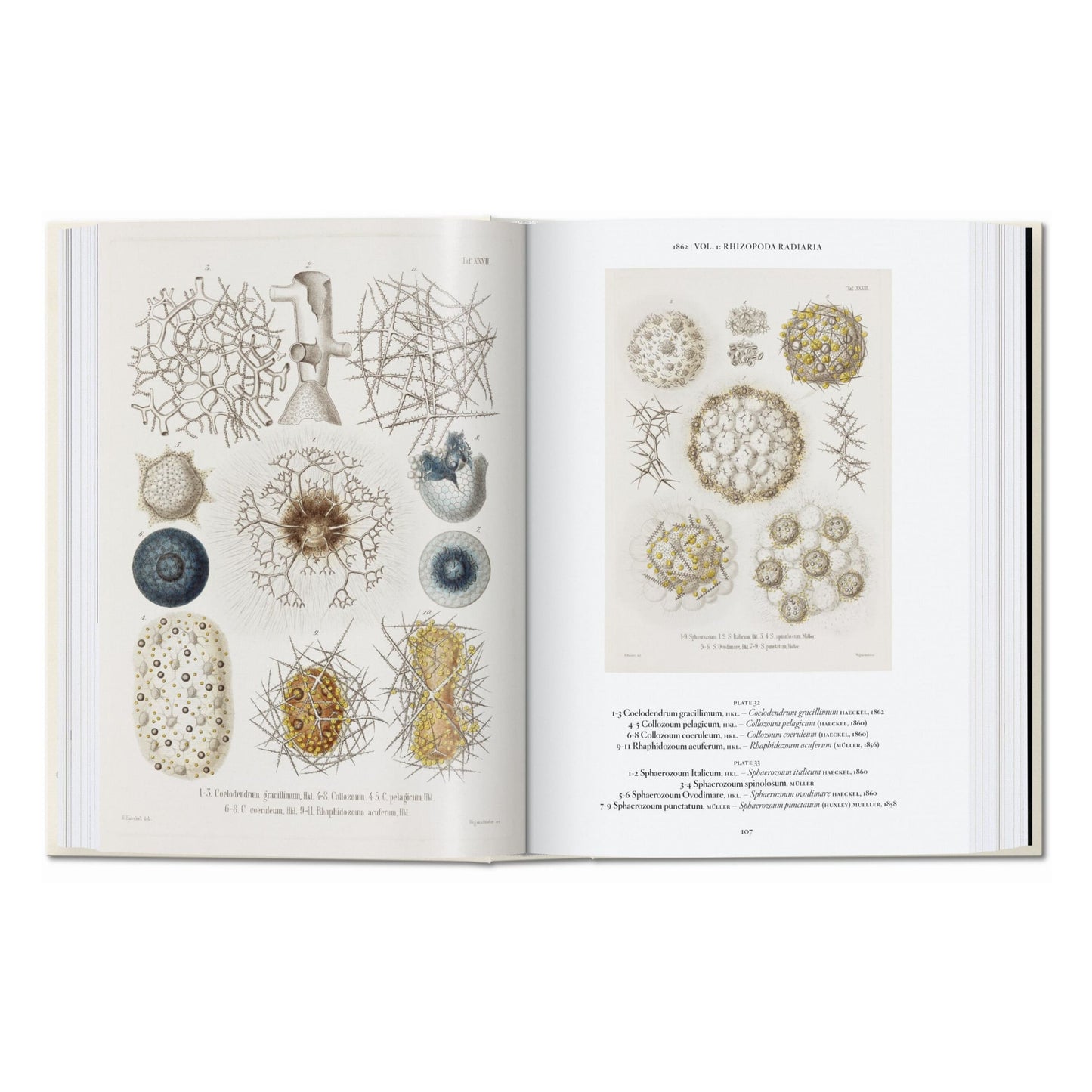 The Art and Science of Ernst Haeckel. 45th Ed. (English) Book