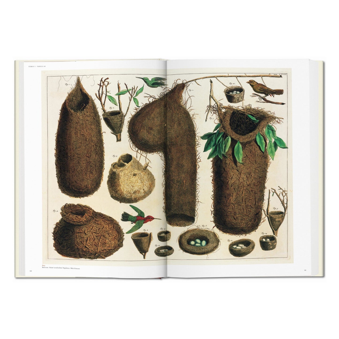 Seba. Cabinet of Natural Curiosities (German, French, English) Book