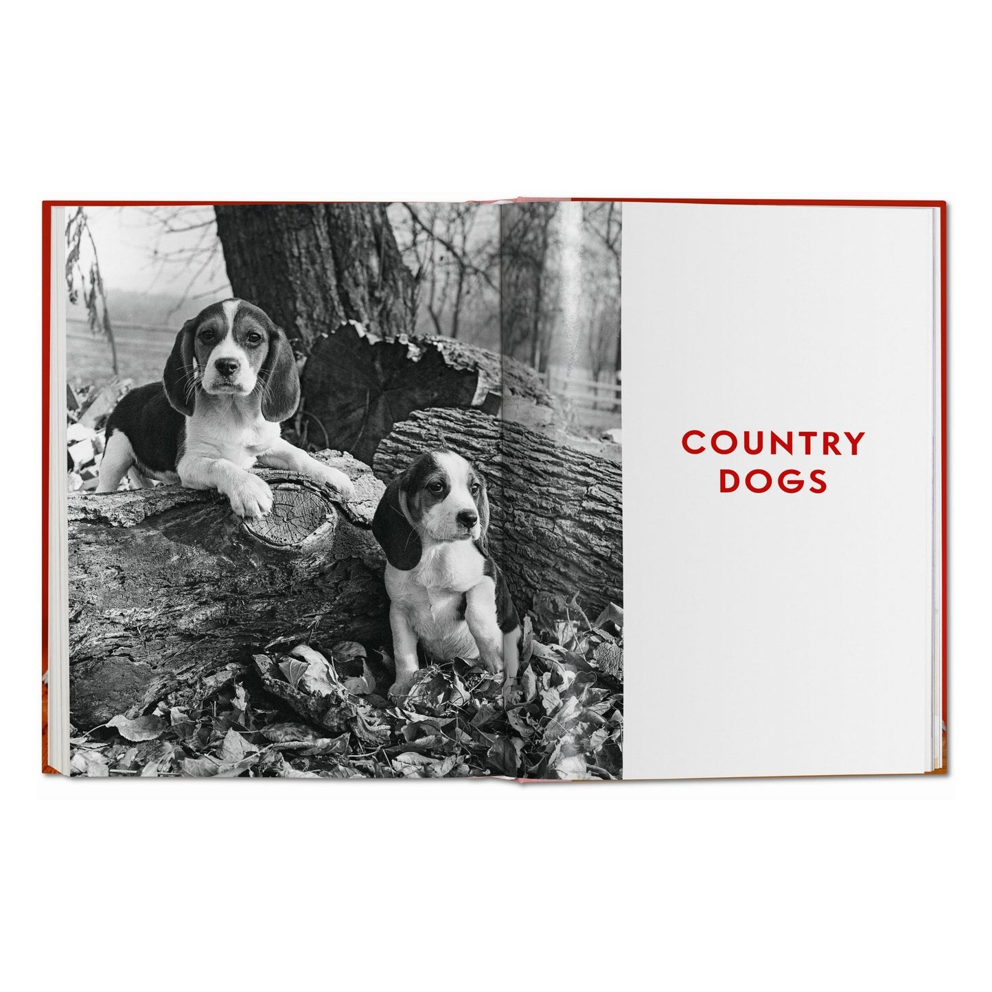Walter Chandoha. Dogs. Photographs 1941–1991 (German, French, English) Book